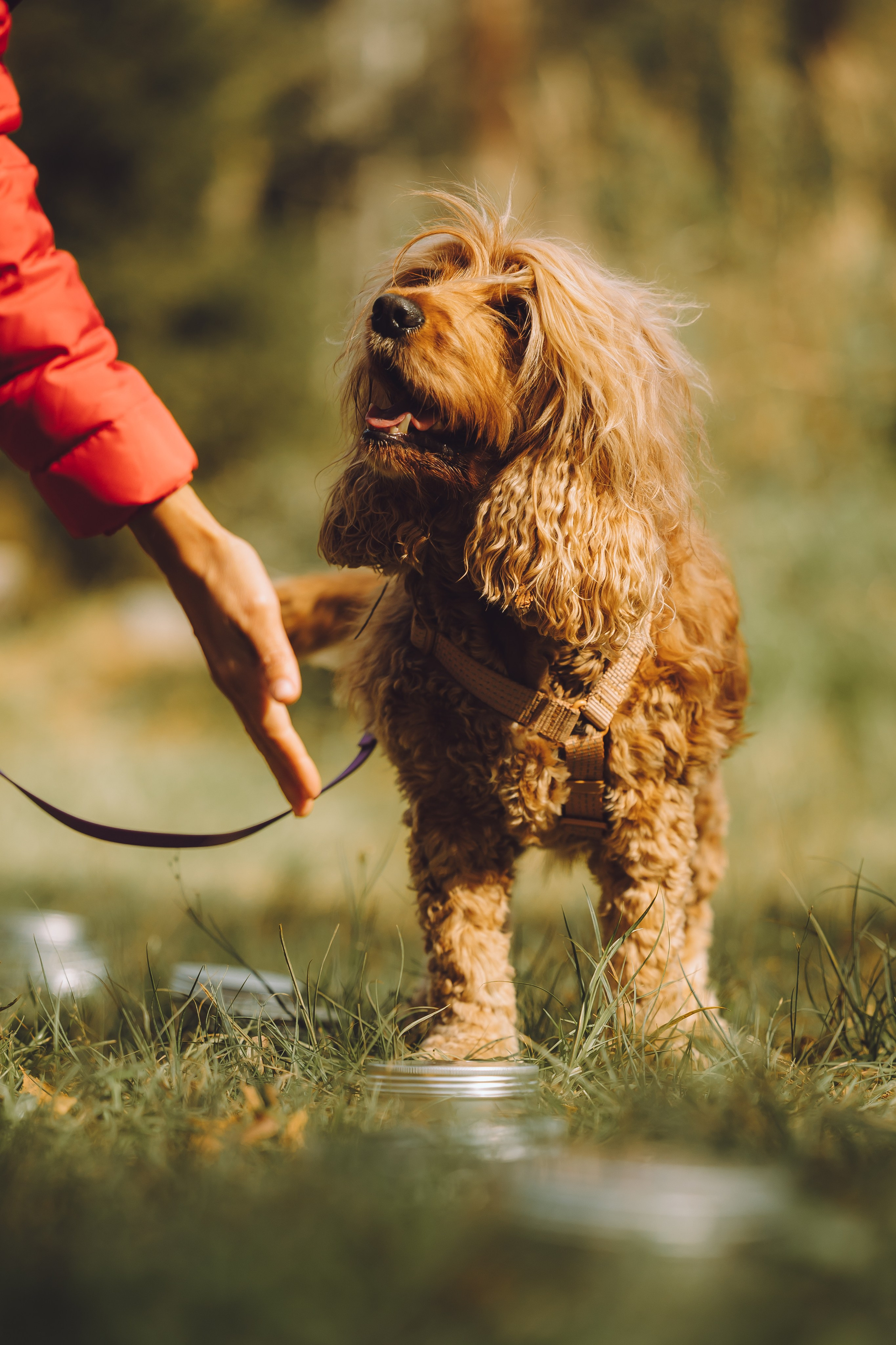 Выездной дог-тренинг от школы «Шерсть имею», Тованово