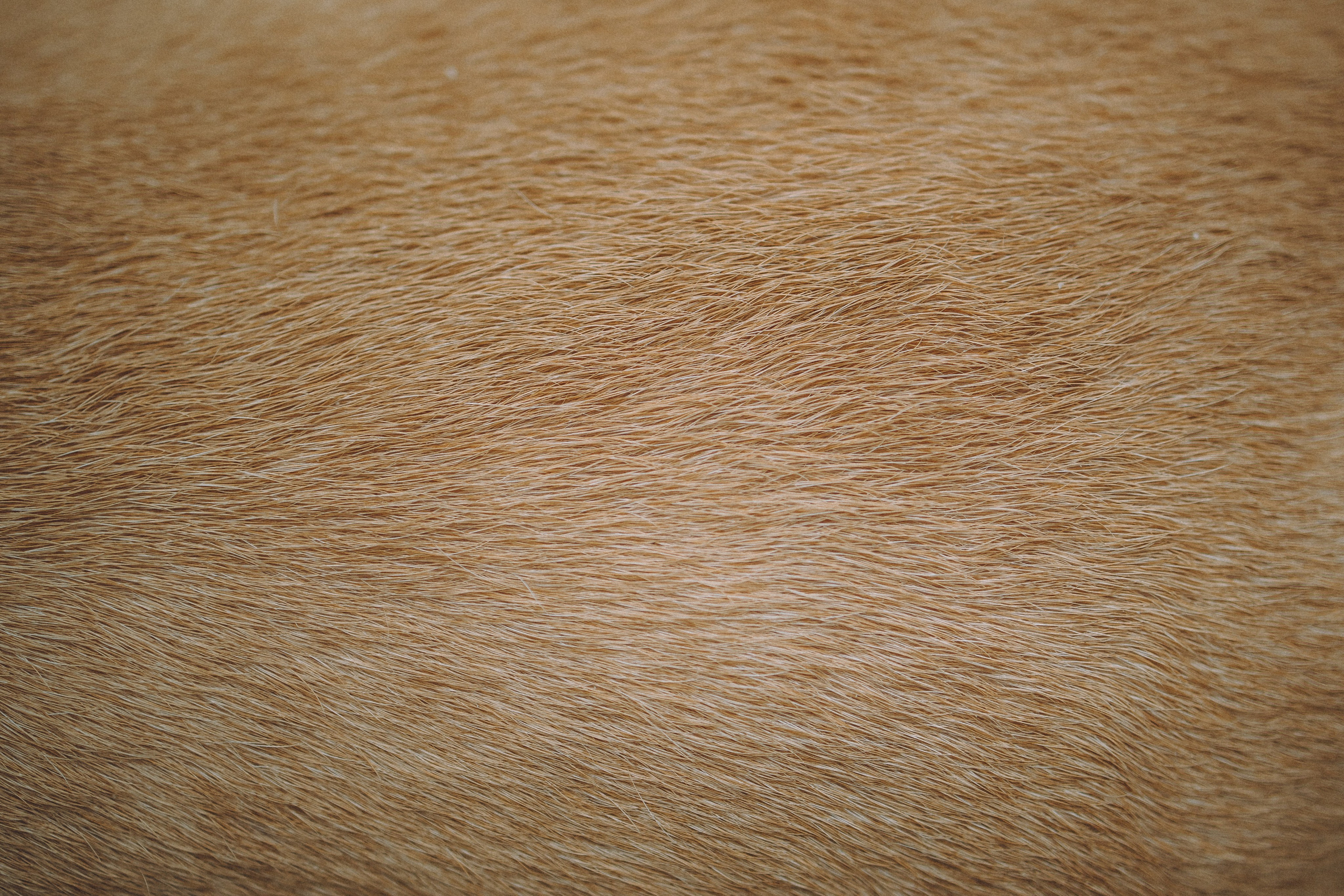 Антонина и Амиша