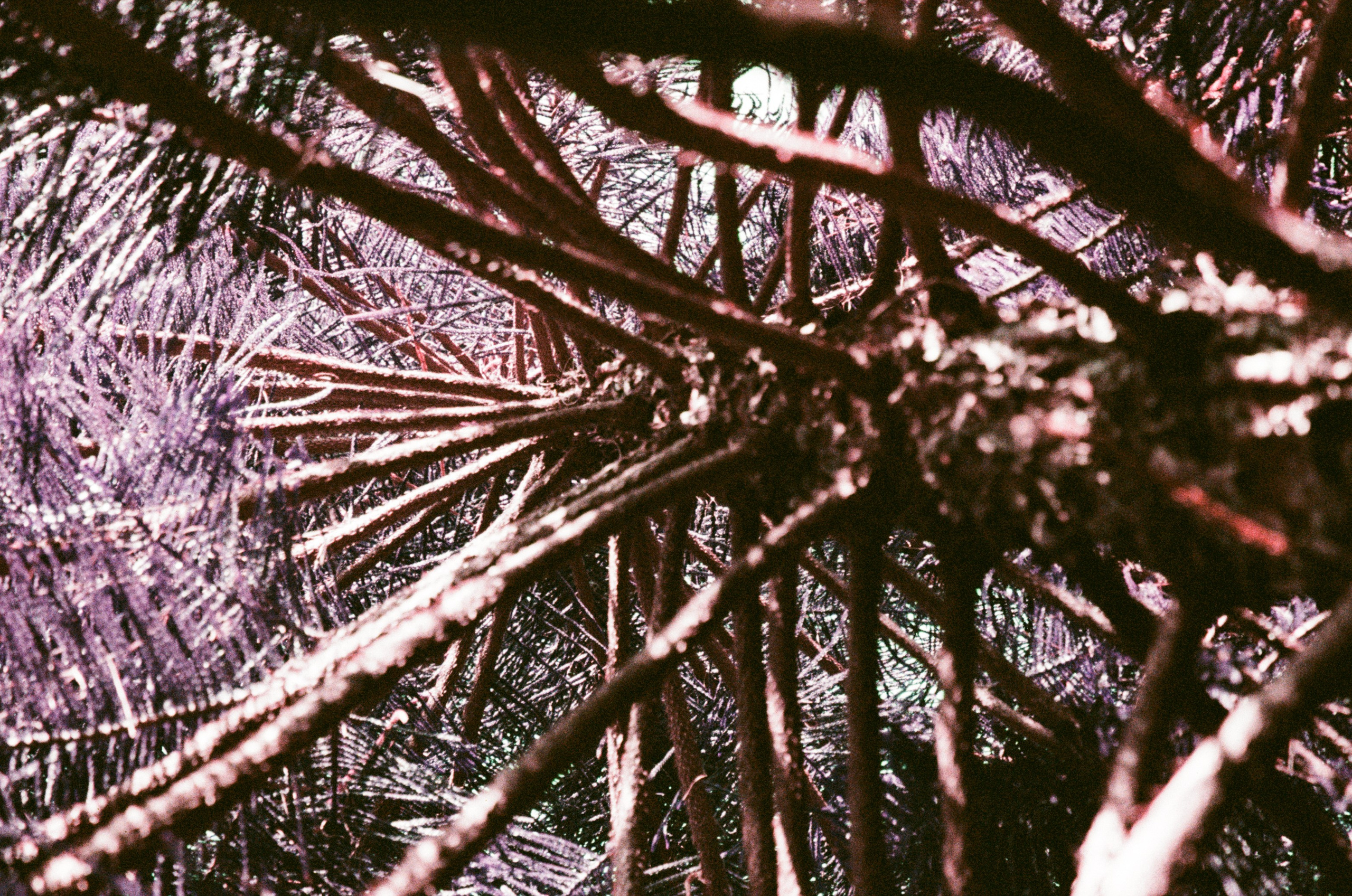 Пленка. Фотограф Елена Лаврова