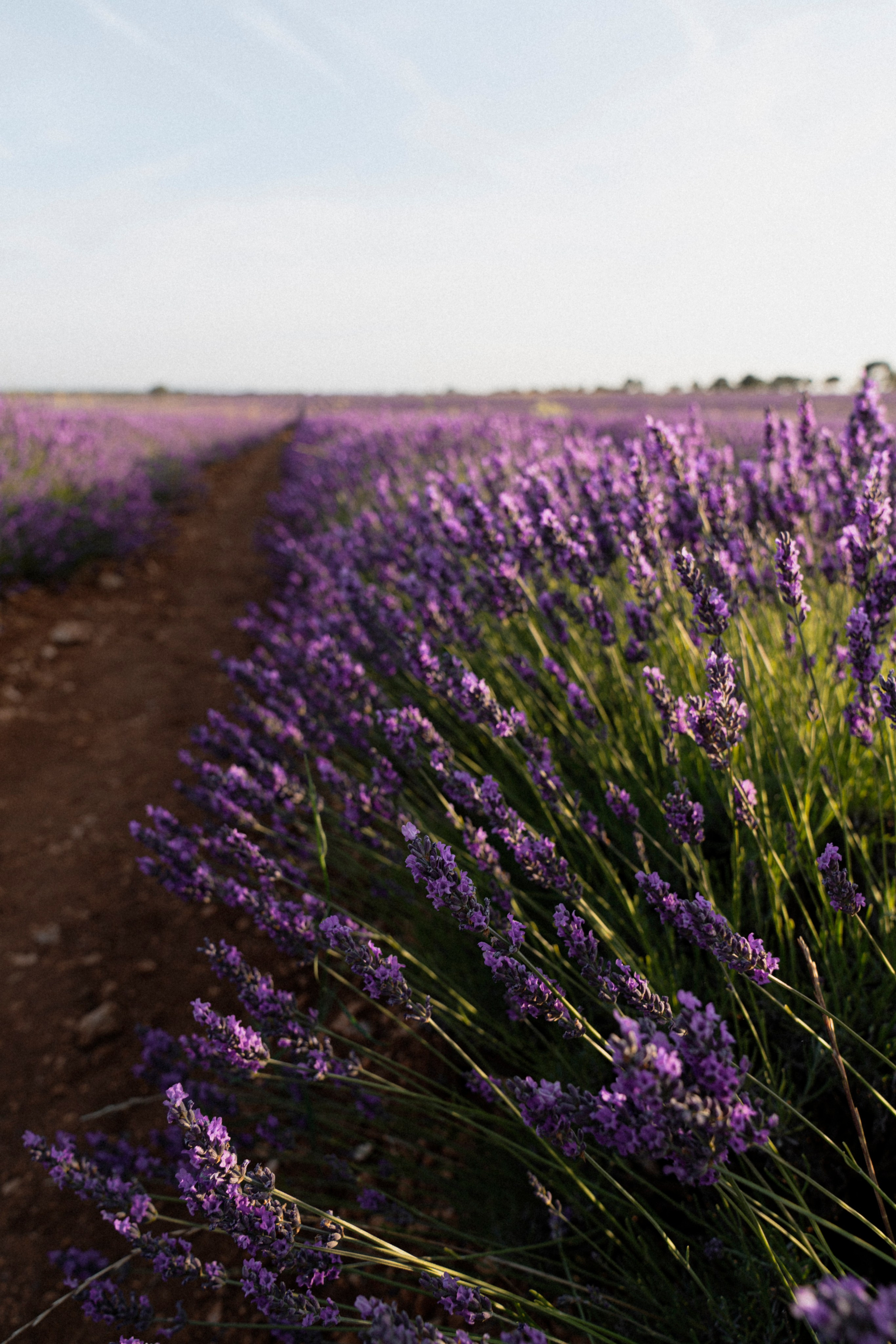 Испанский Прованс (рассвет). ...........