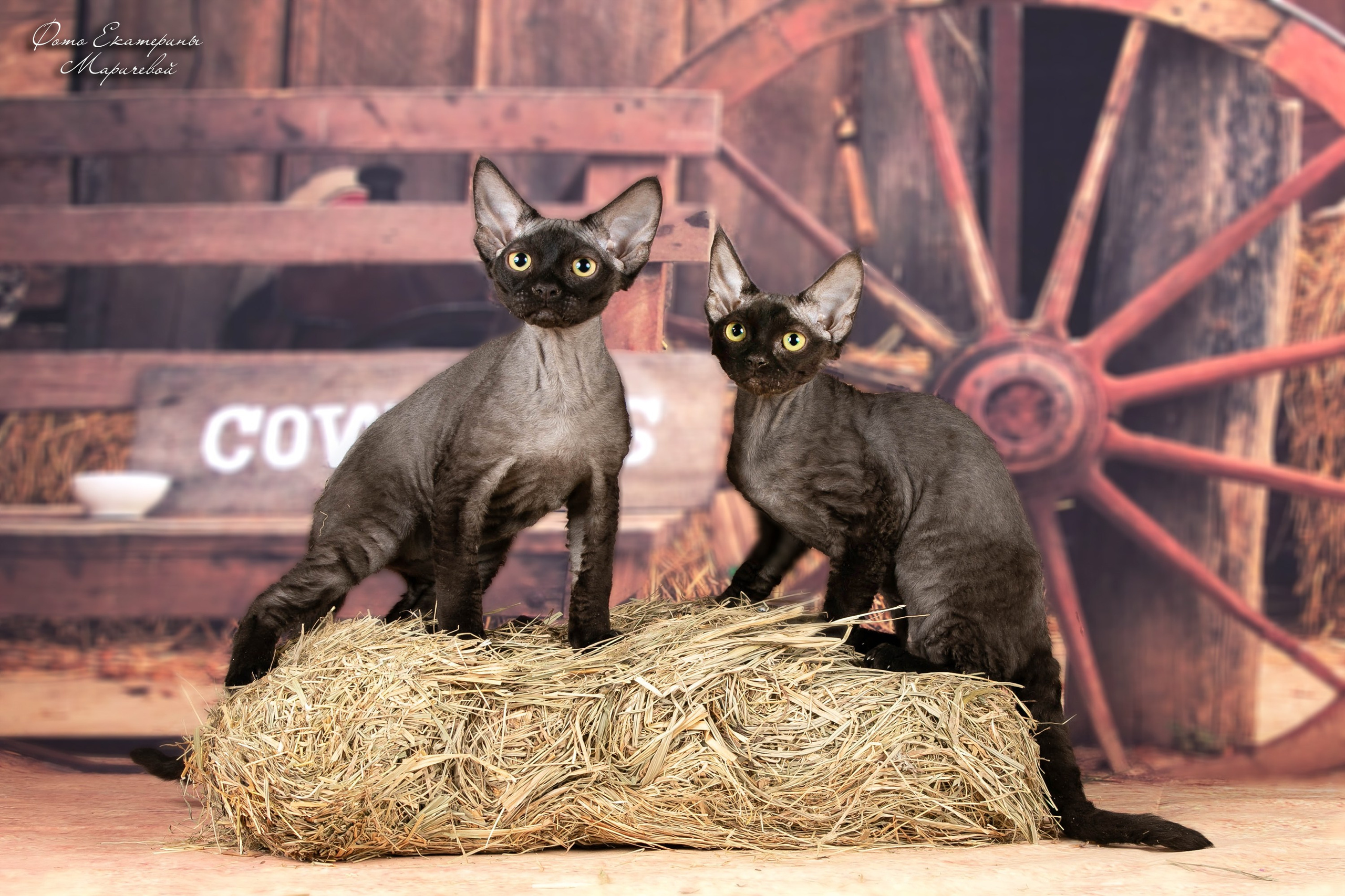 Тематические фоны с рисунком. Фотограф-анималист в Омске Екатерина Маричева