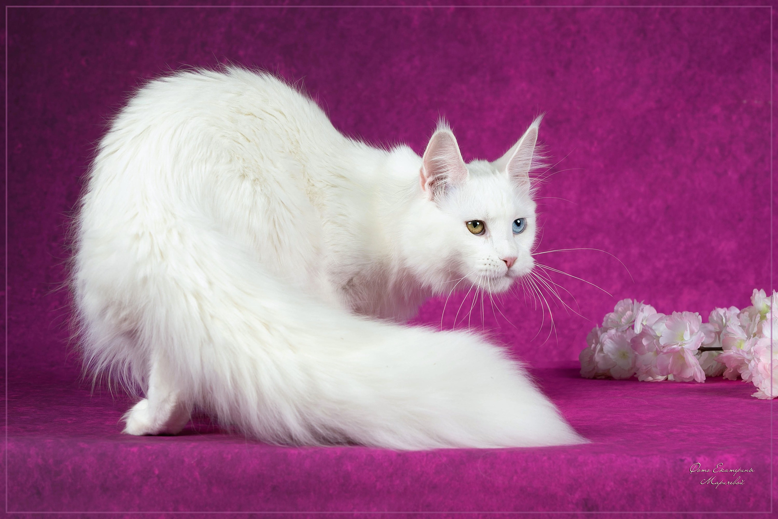 Стендовая съёмка на выставках кошек. Фотограф-анималист в Омске Екатерина Маричева