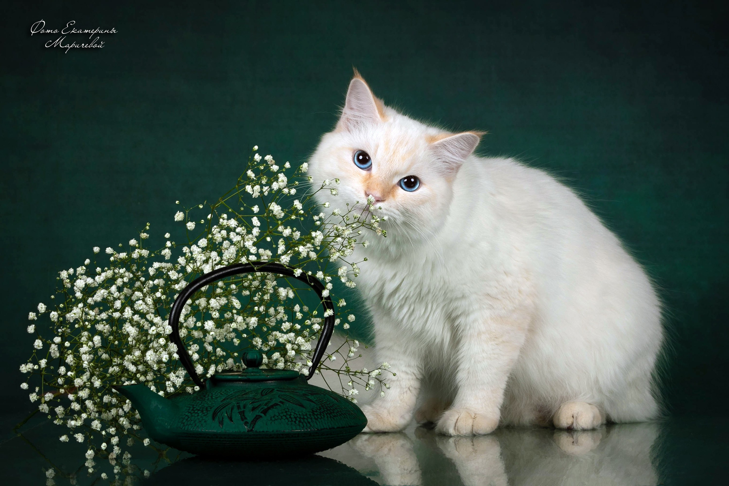 Стендовая съёмка на выставках кошек. Фотограф-анималист в Омске Екатерина Маричева