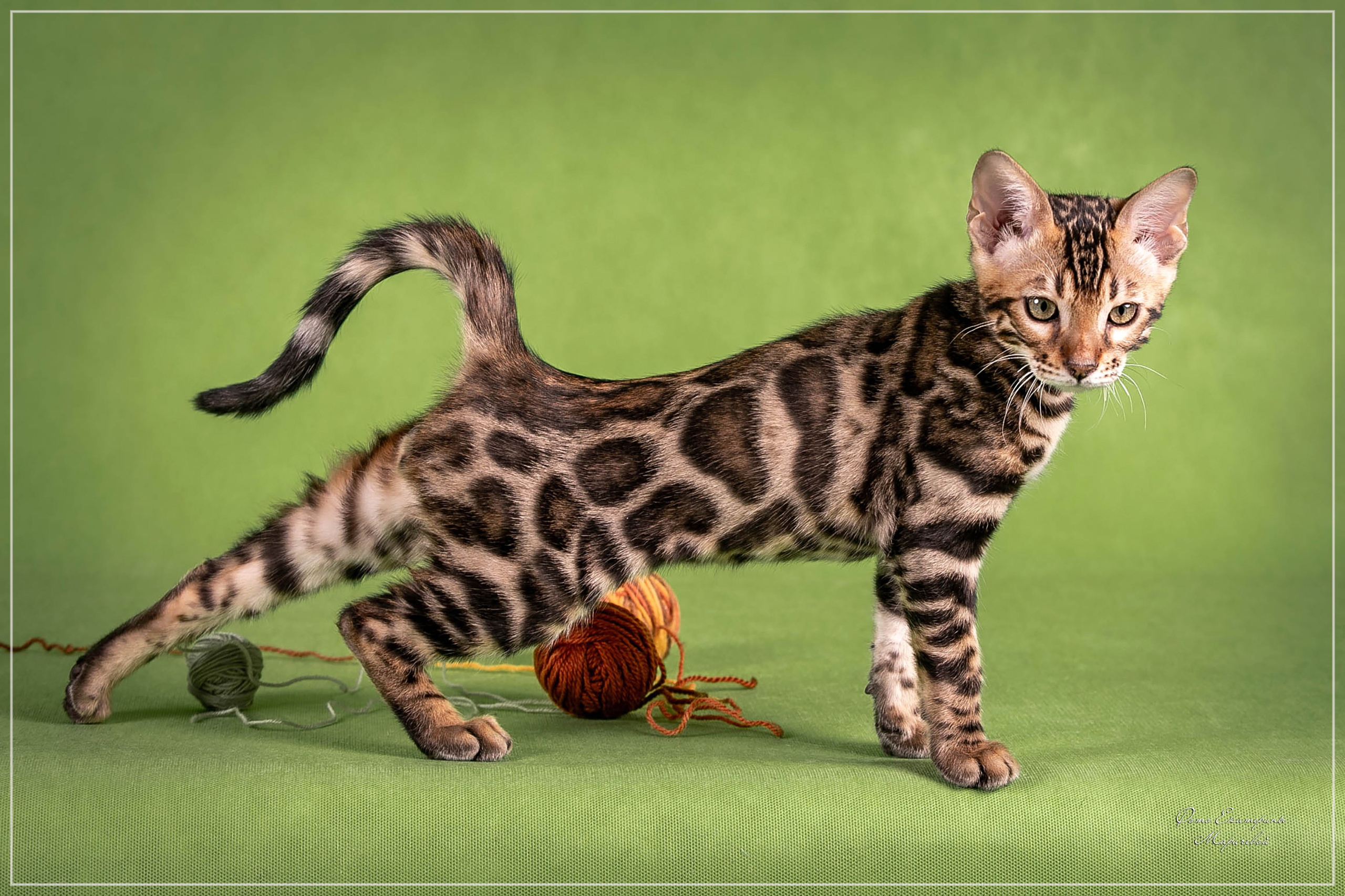 Стендовая съёмка на выставках кошек. Фотограф-анималист в Омске Екатерина Маричева