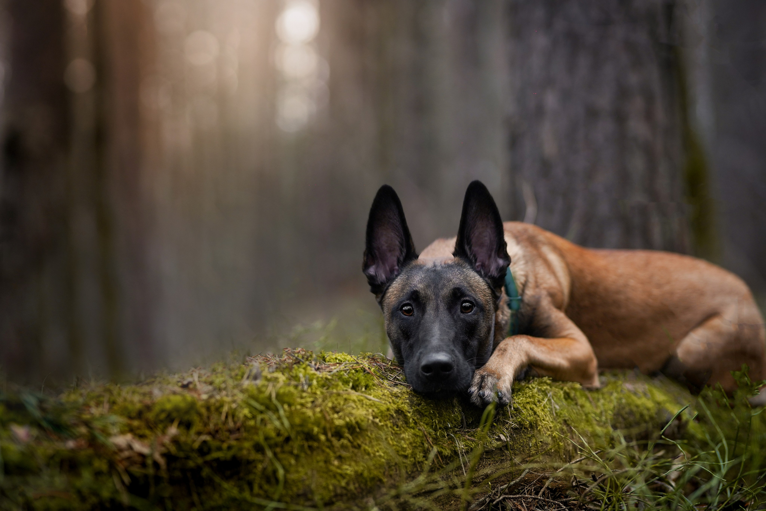 Панда и Эста. Фотограф-анималист в Санкт-Петербурге Яна Мартынова