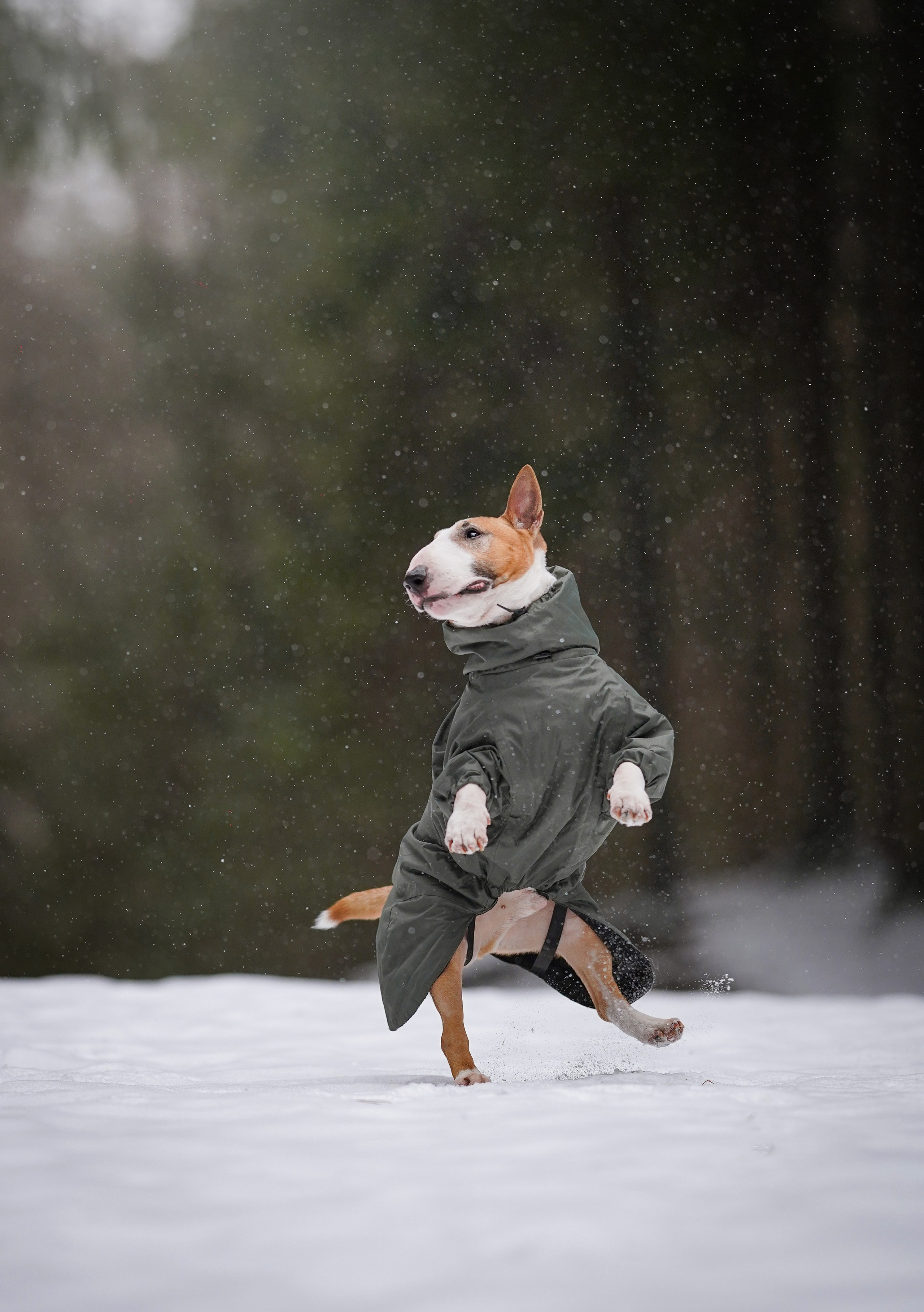 Юни и Панда. Фотограф-анималист в Санкт-Петербурге Яна Мартынова
