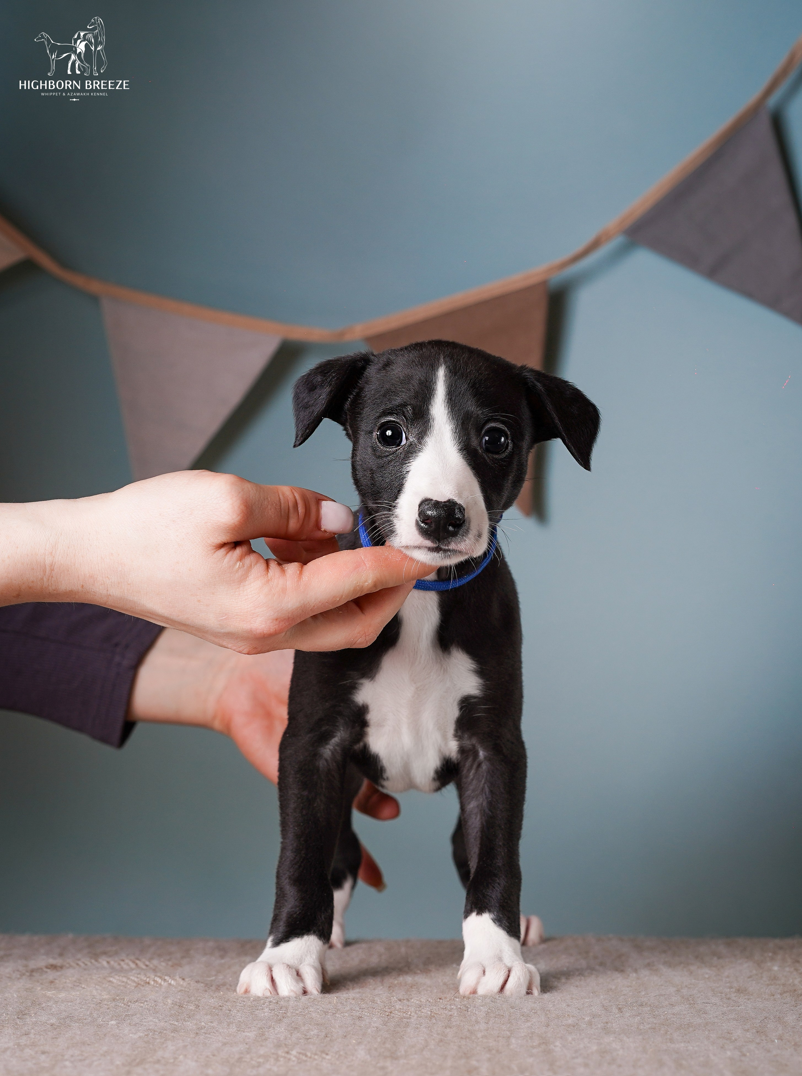 Щенки уиппета. Фотограф-анималист в Санкт-Петербурге Яна Мартынова