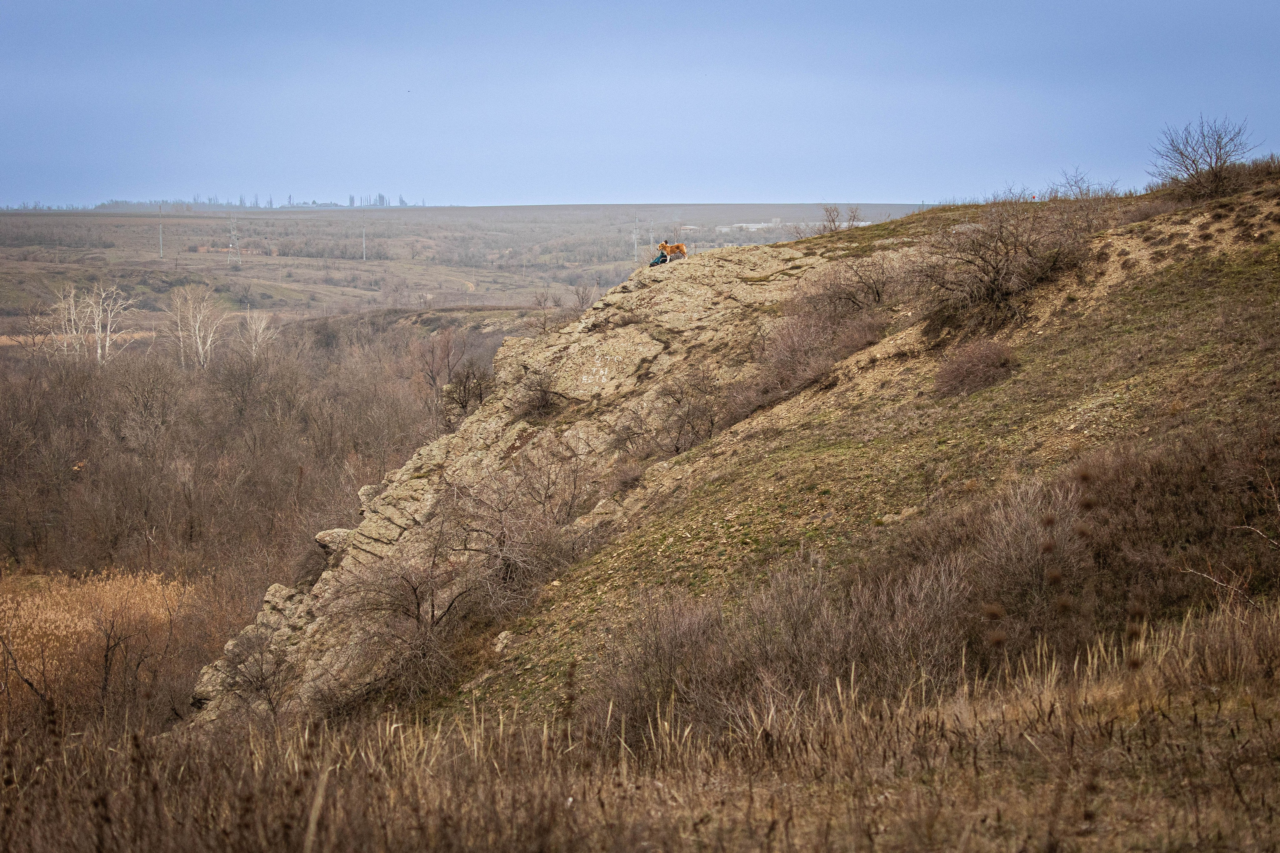 Пальма. Фотограф-АниМалист Анна Абрамова