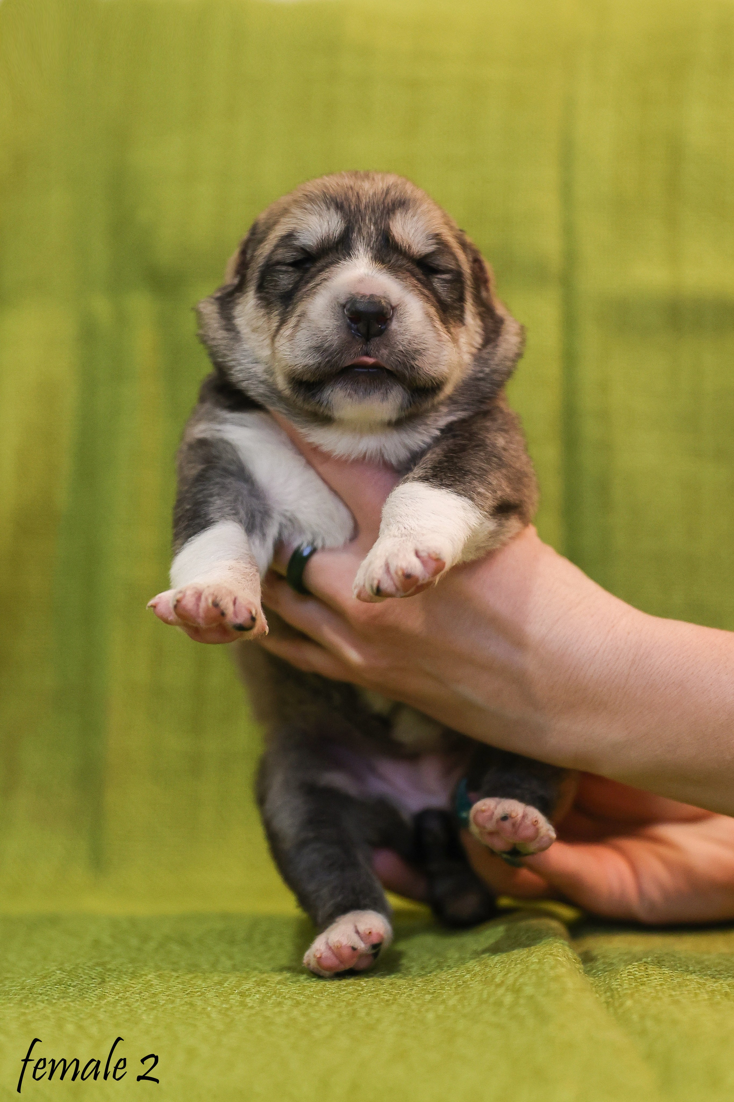 ФОТОССЕСИЯ ЩЕНКОВ. Фотограф-АниМалист Анна Абрамова