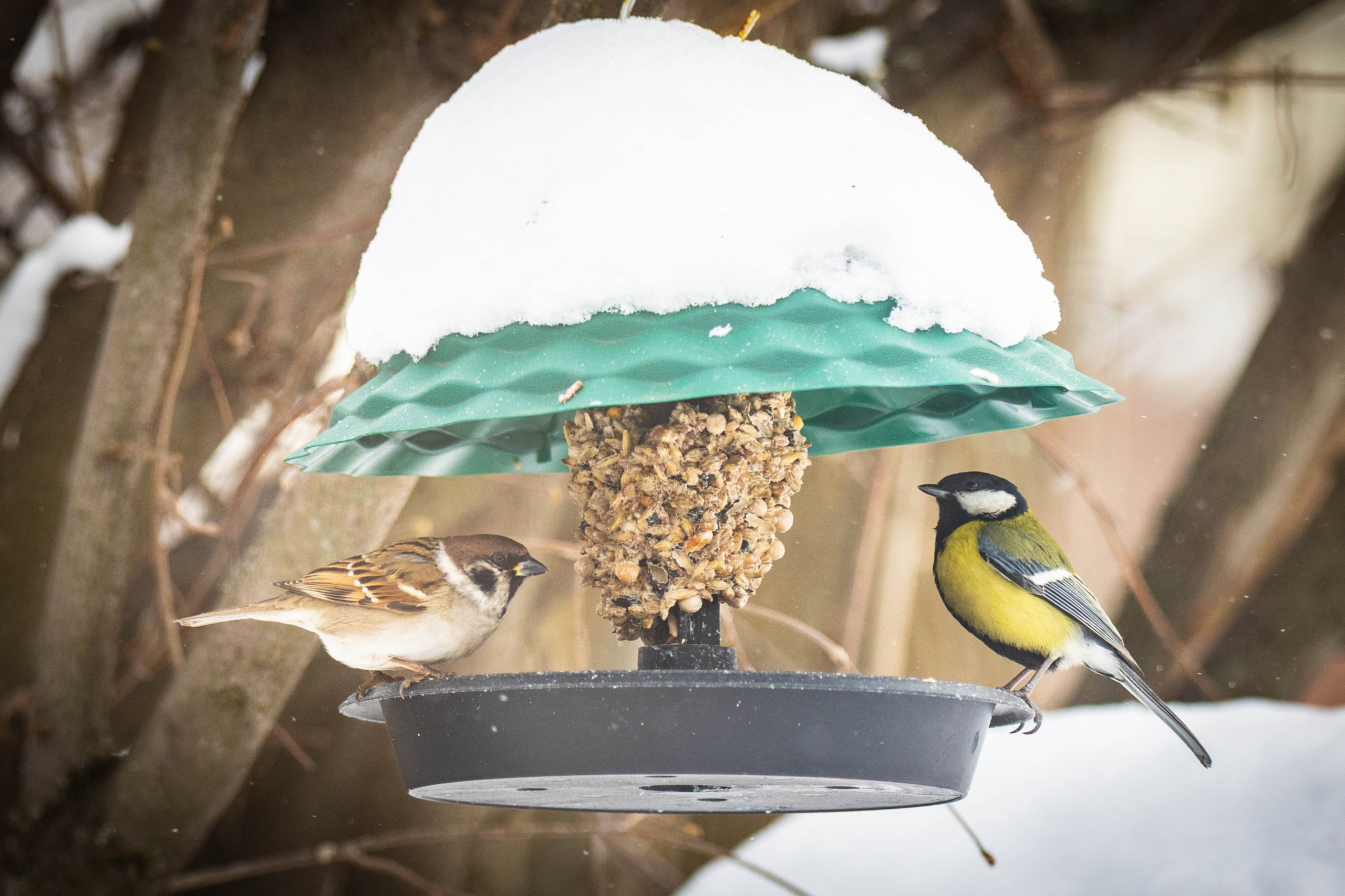 Дикий животный мир. Фотограф-АниМалист Анна Абрамова