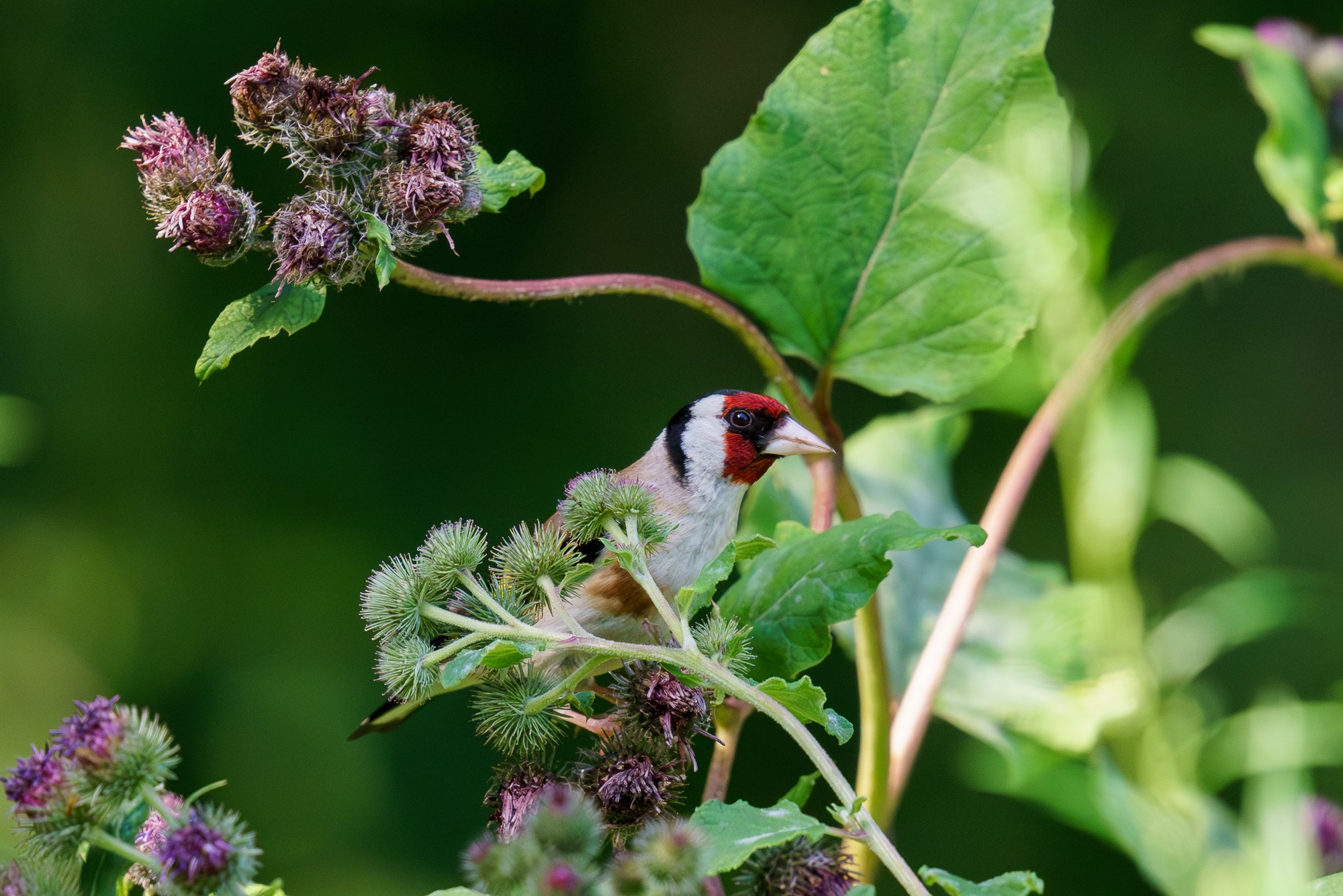 Удивительные мир птиц. Вокруг нас столько прекрасного — присмотритесь!. Ваш личный фотограф Марина Волкова