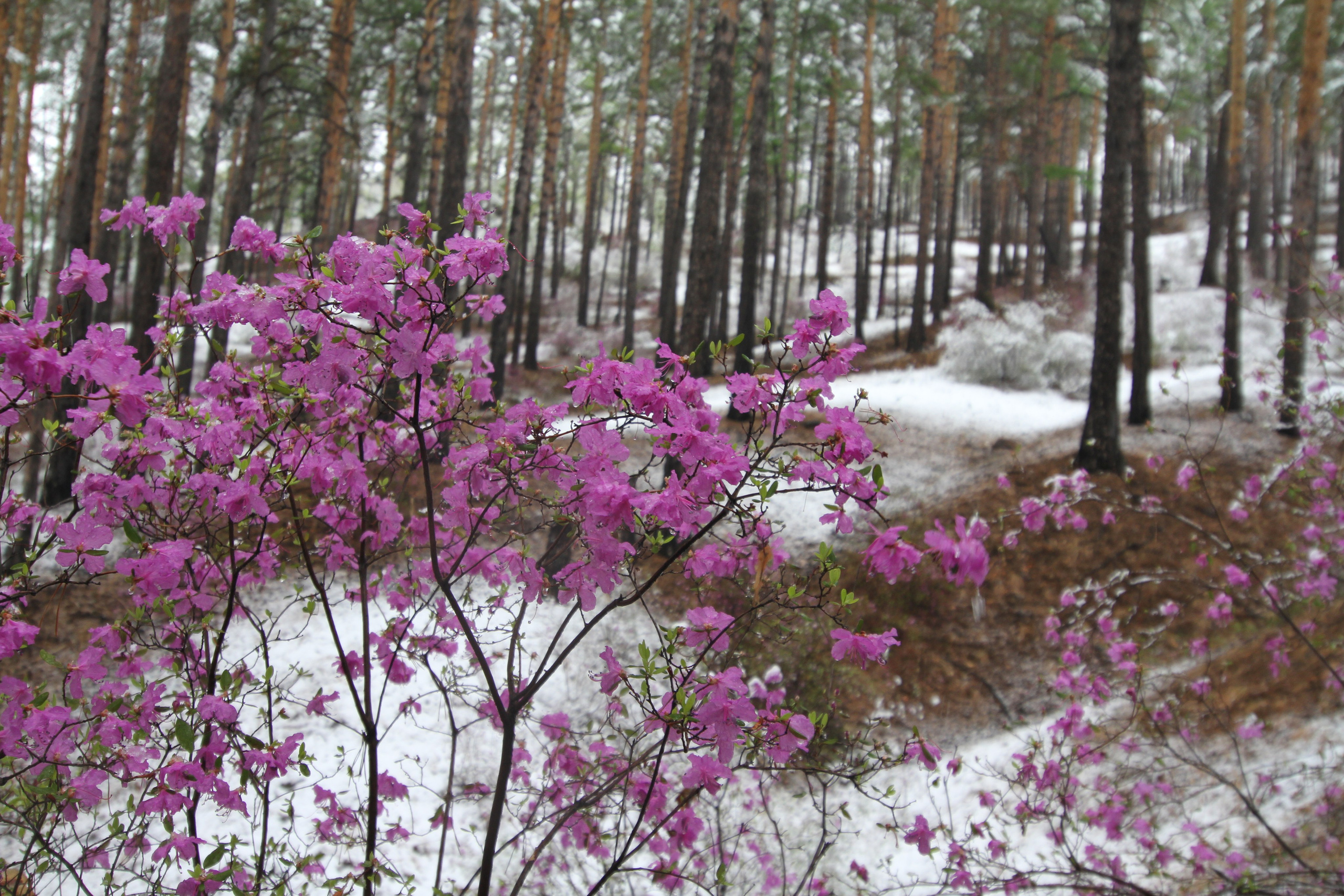 Фото Природы Забайкалья. Студия Максима Белослюдцева