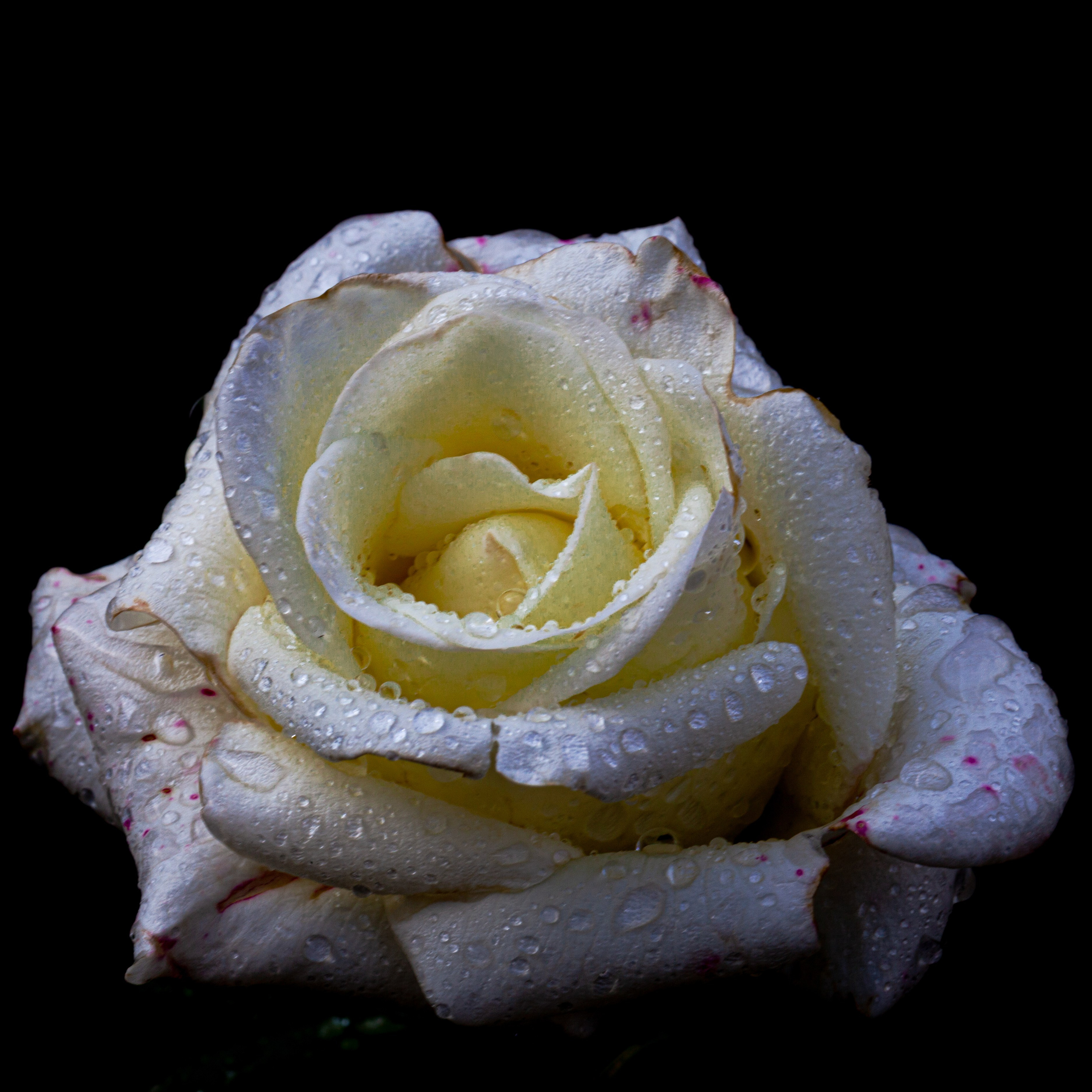 Розы. Медиапродюсер, фотограф в Минеральных Водах —Виктор Холодов