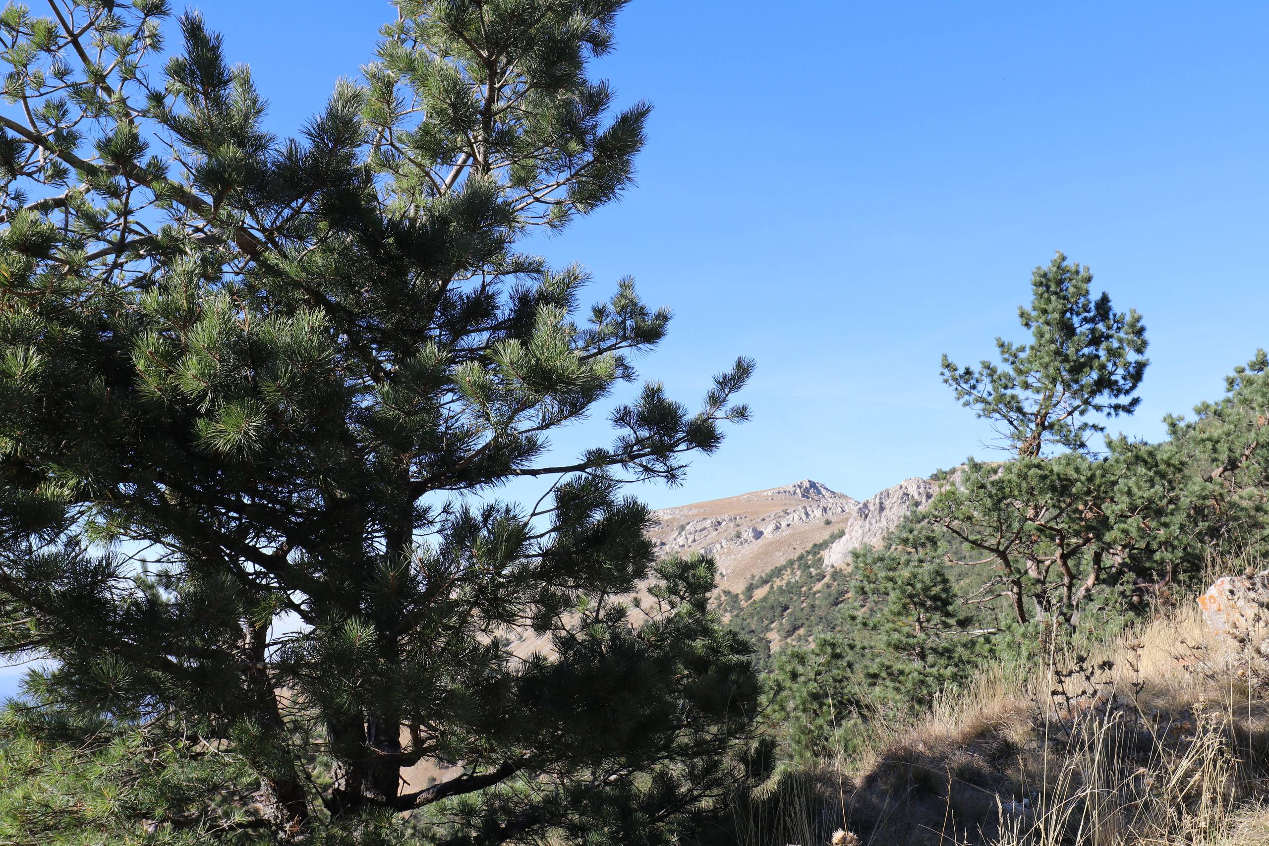 Крым. ЮБК (Фиолент, Ай-Петри, Роман-Кош). Знакомство. Октябрь 2017. Путешественник-фотограф из Санкт-Петербурга Татьяна Свистулина