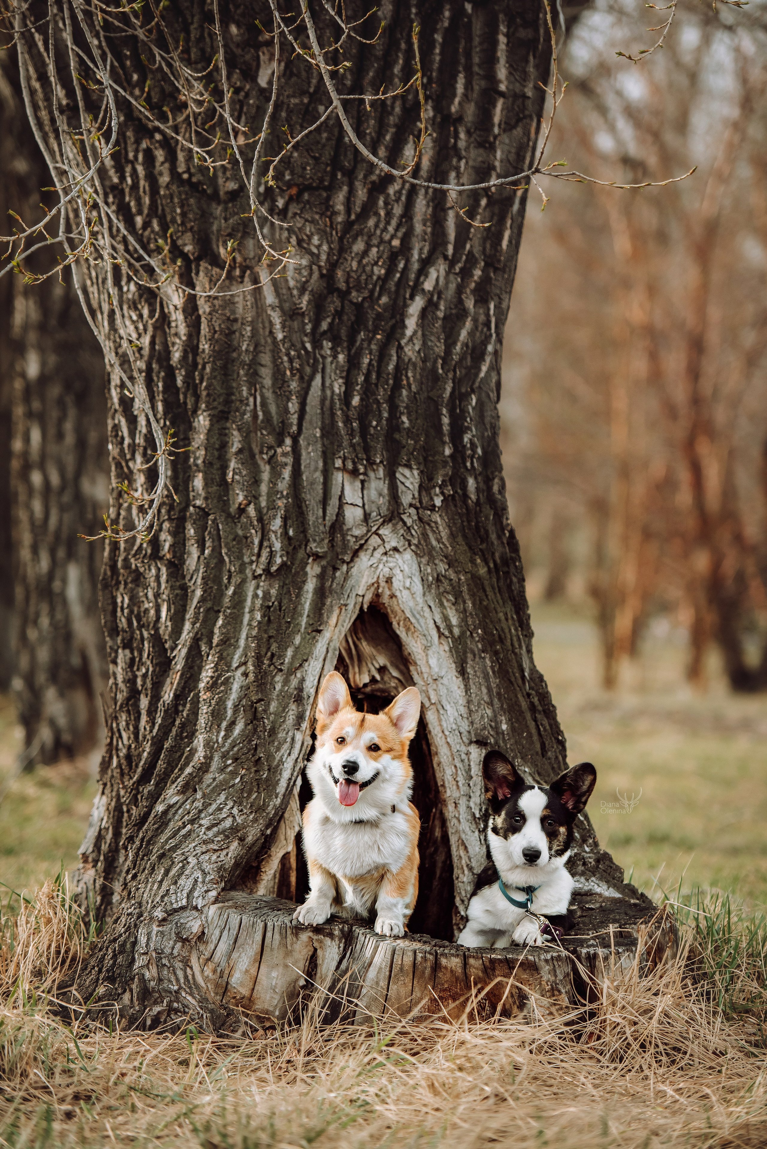 Собаки уличные. Фотограф Диана Оленина Красноярск / Братск