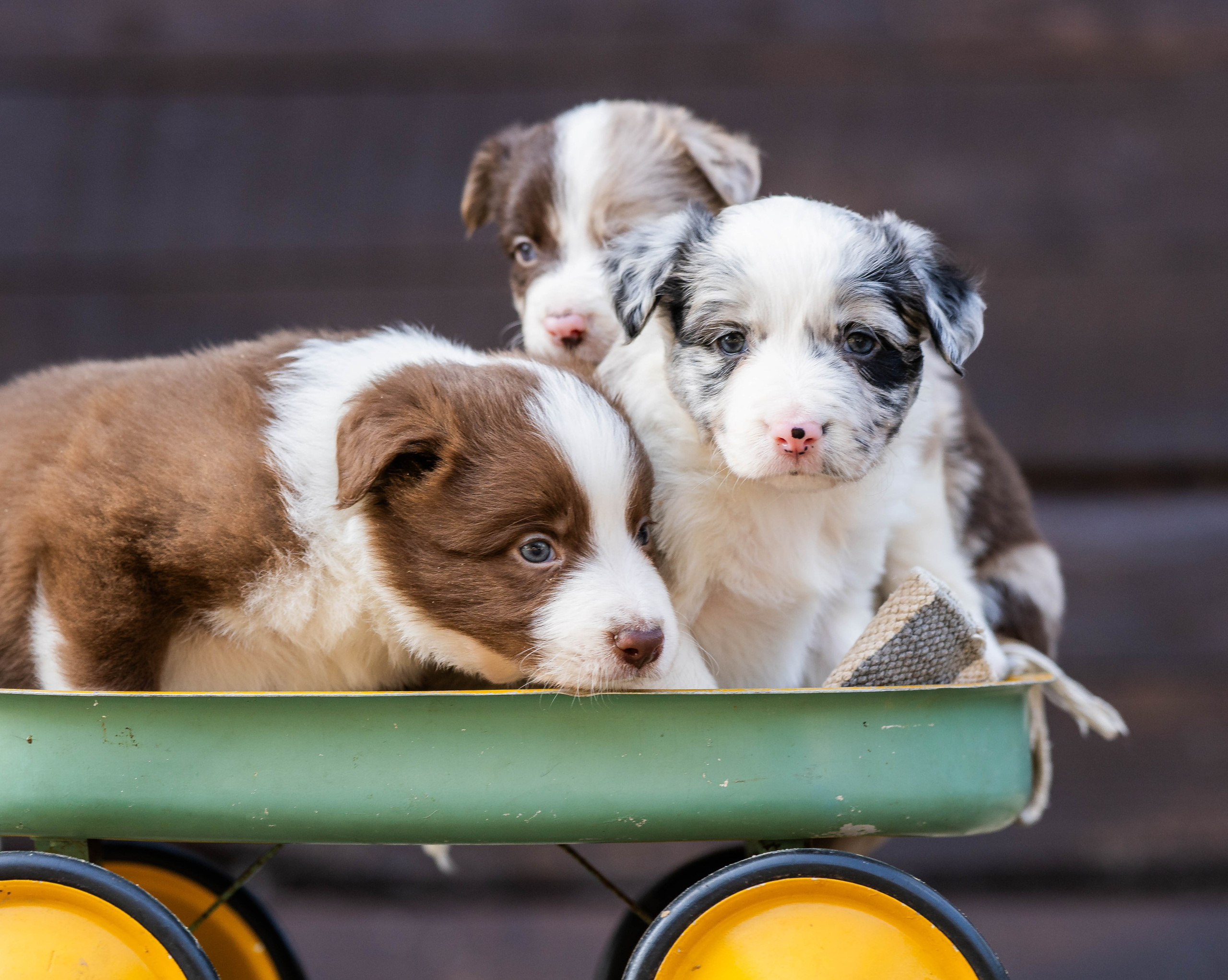 Фритсвит. Семейный фотограф Ефремова Виктория