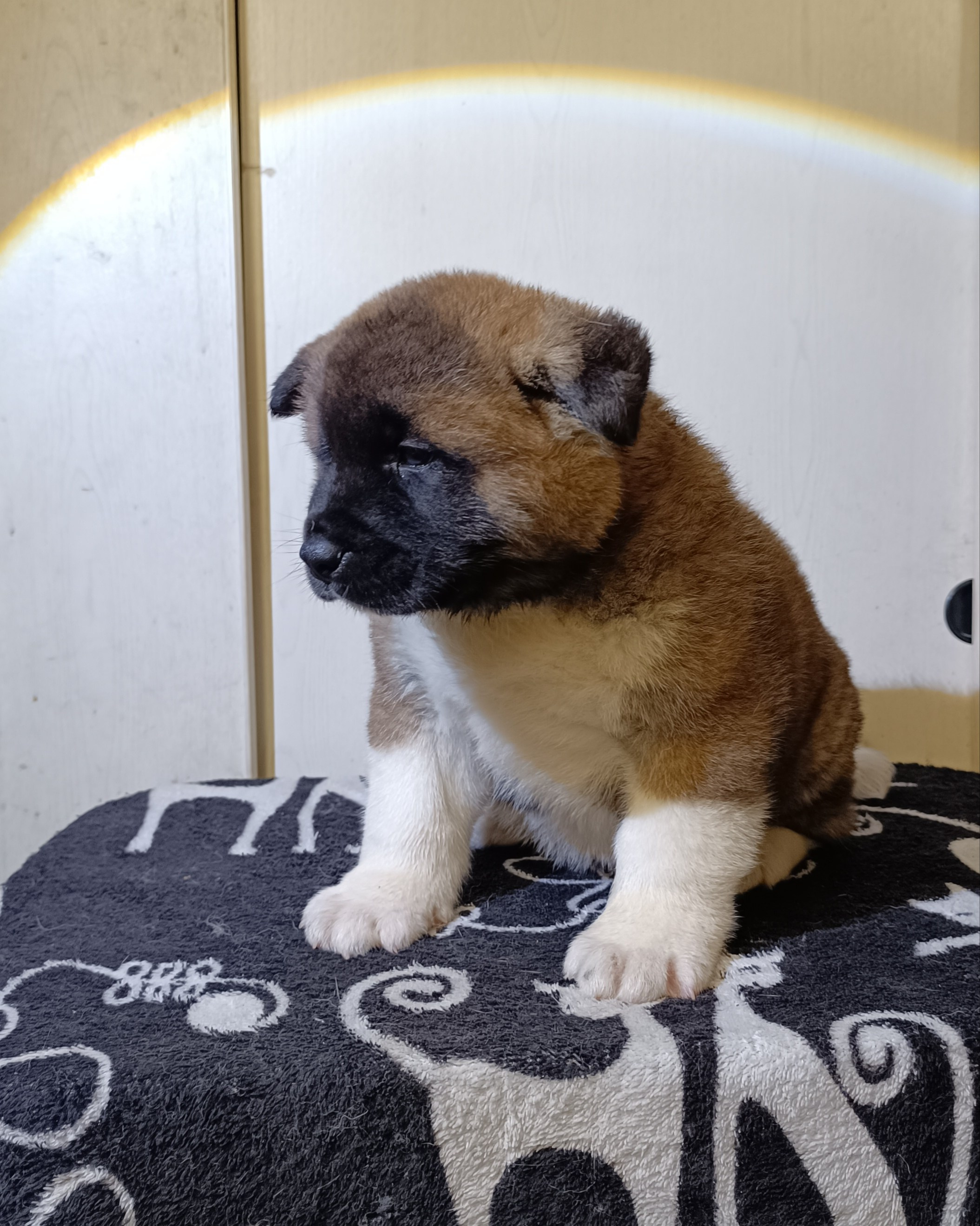 Rubylight Cirrus. Американская акита I Сиба ину I Питомник RUBYLIGHT