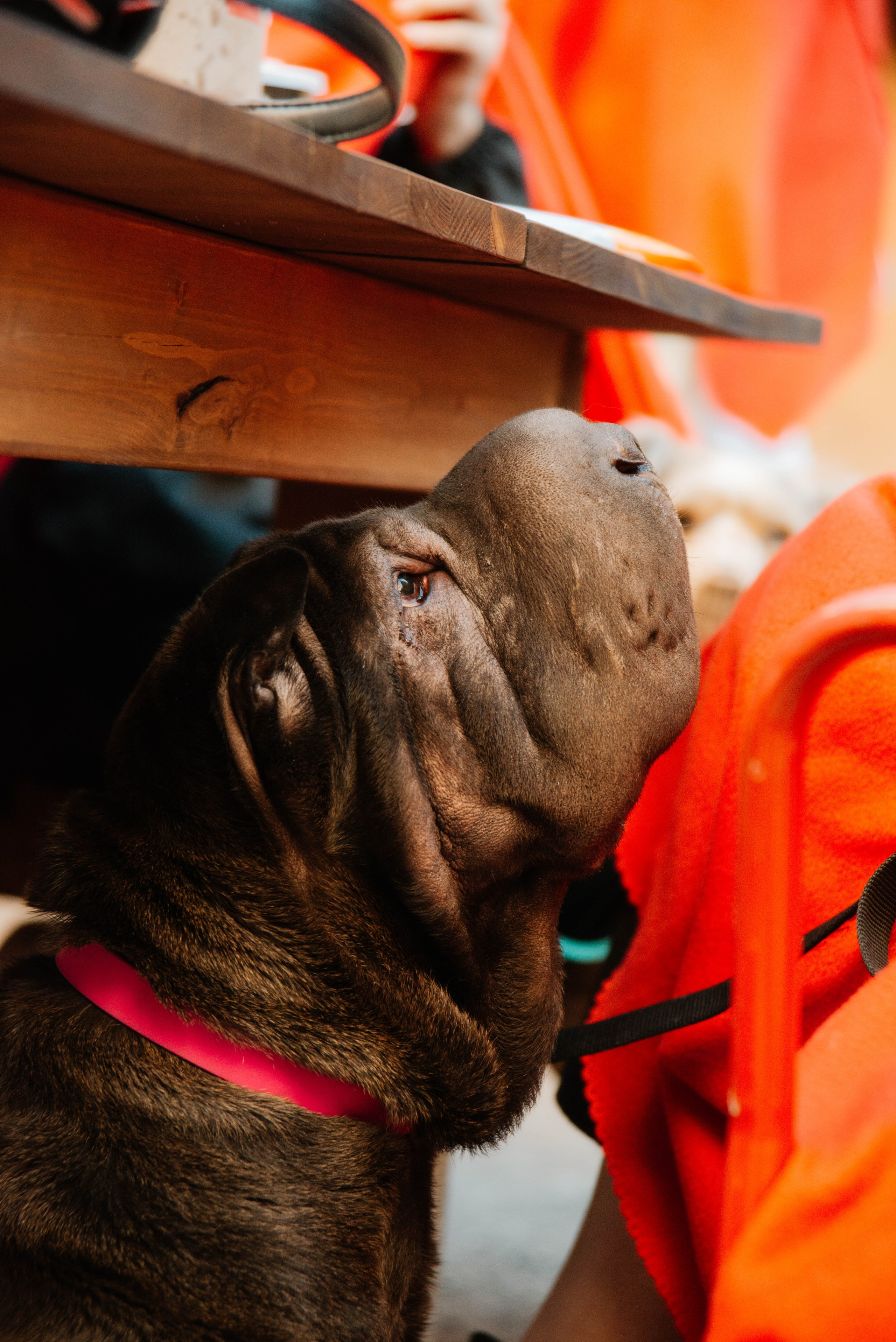 Дог-вечеринка на летнике «Кутёж». Ксения Glossa. Портретный и репортажный фотограф в Самаре