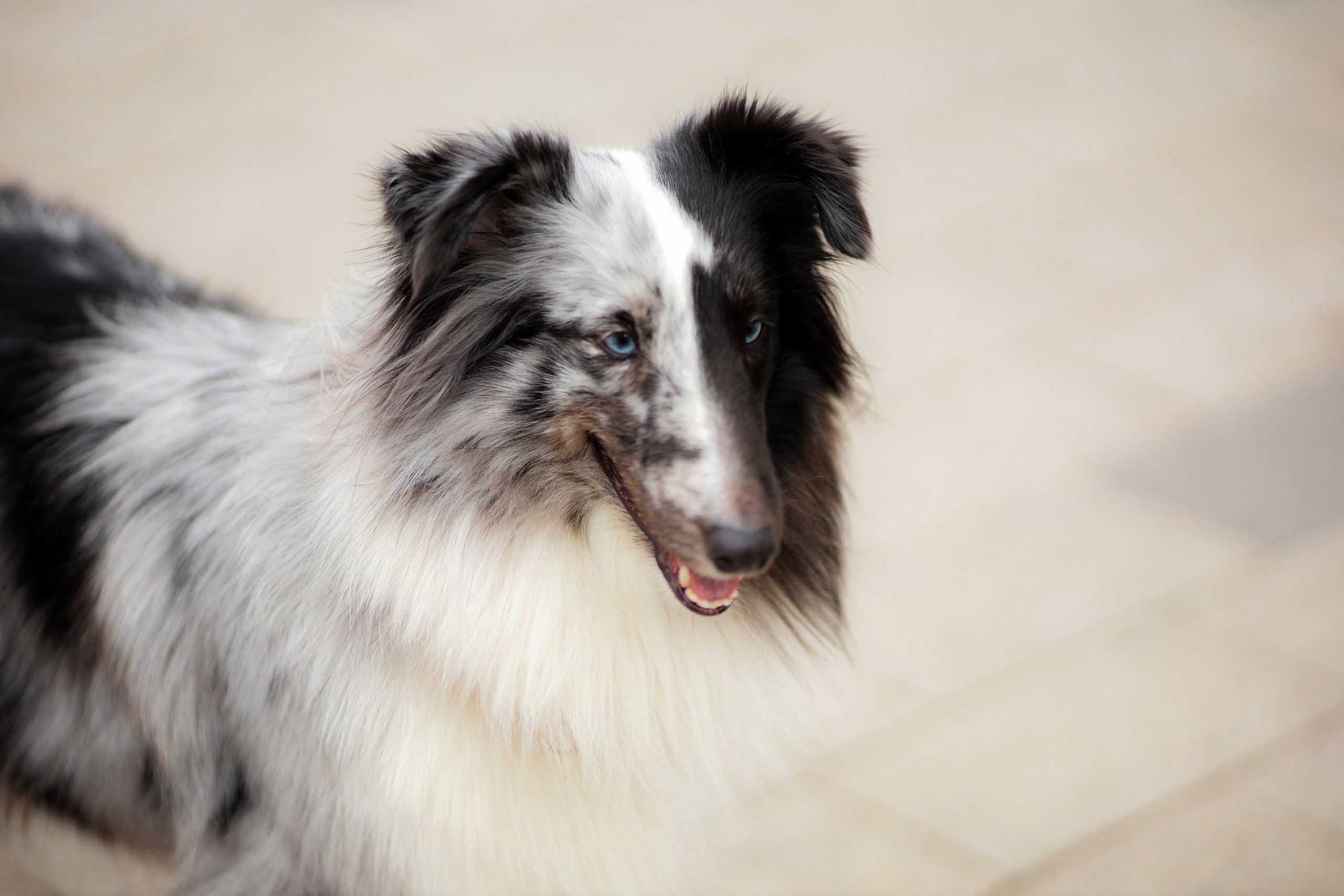 Шелти Встреча. Художник и Фотограф Тимохина Юлия