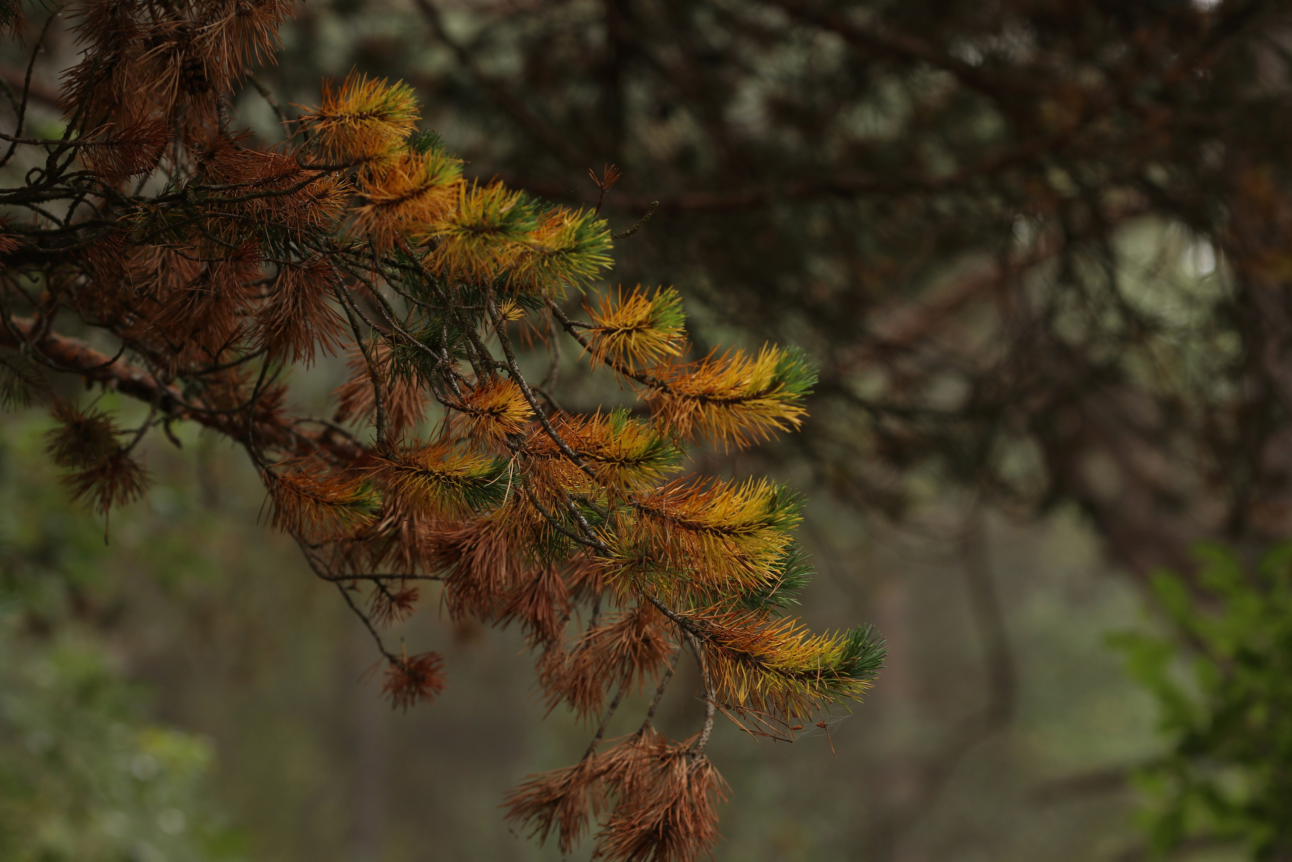 Приэльбрусье. Сентябрь 2024. Путешественник-фотограф из Санкт-Петербурга Татьяна Свистулина