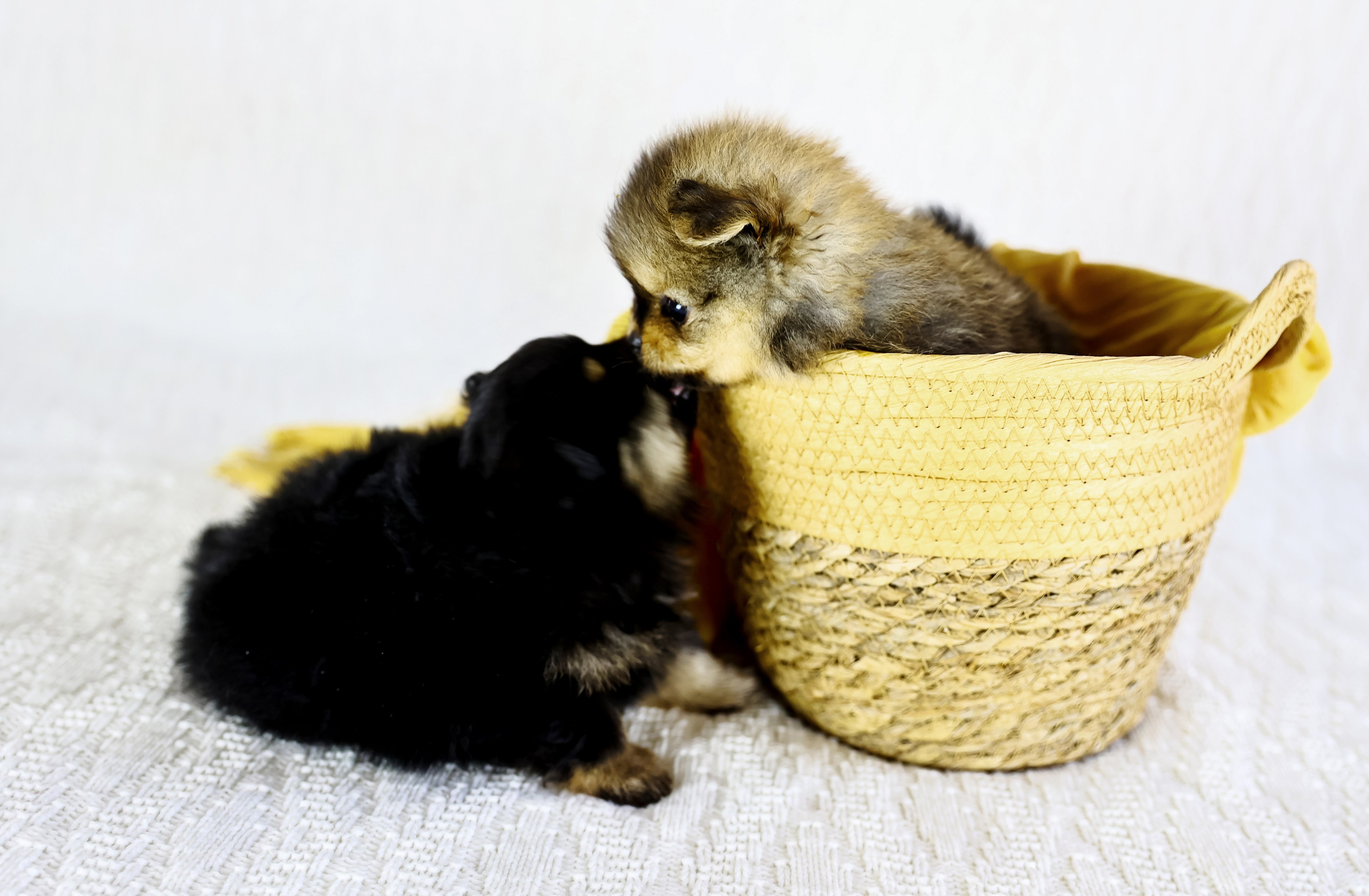 Фотосессия щенков шпицев. Фотограф — Татьяна Кириллова, г. Санкт-Петербург