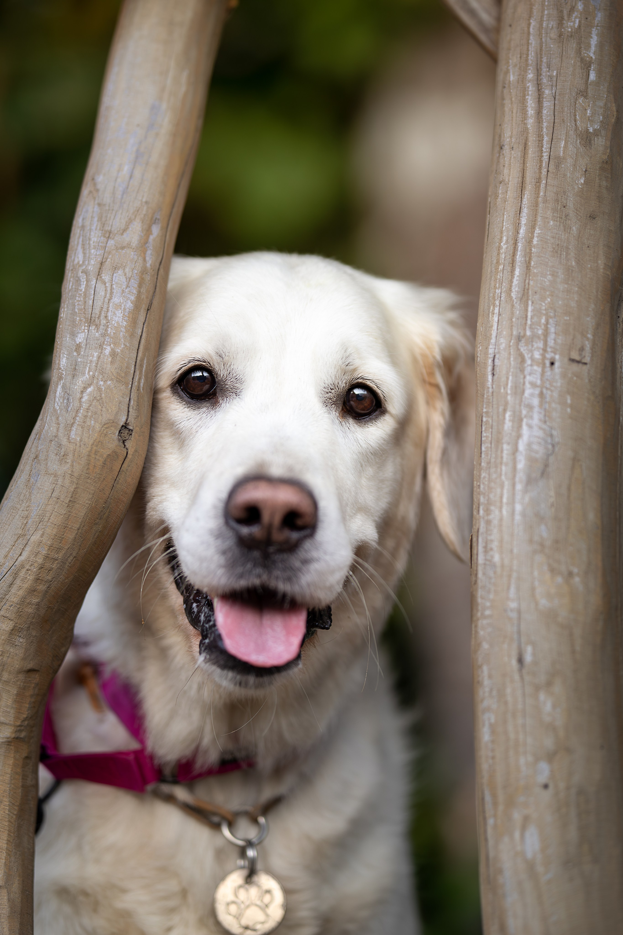 Асти, Делфи и Фреска, Голден Ретриверы. Ирина Голомб|Фотограф-анималист в  Сочи и Калининграде