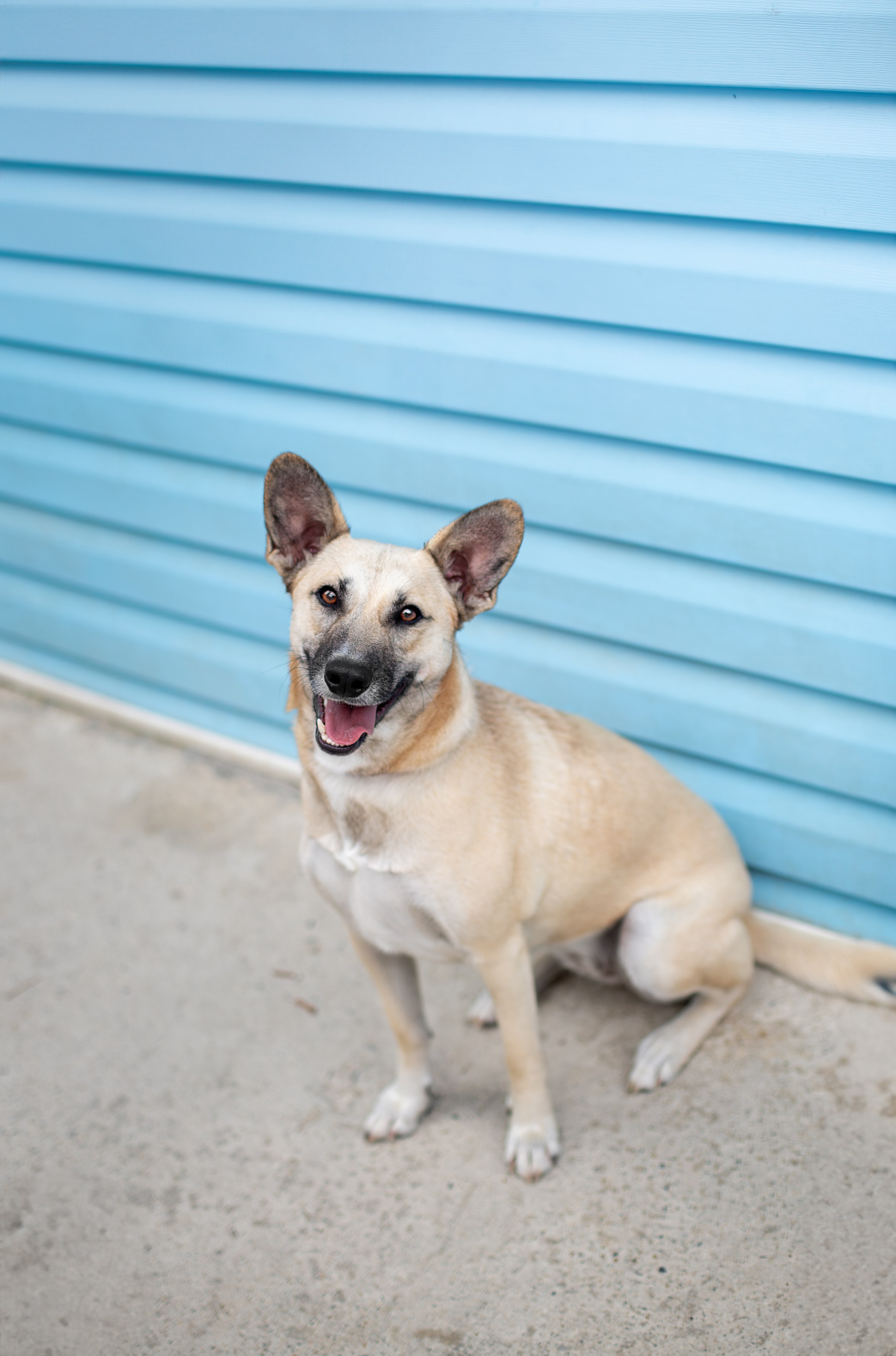 Мини-приют «Возрождение». Ирина Голомб|Фотограф-анималист в  Сочи и Калининграде