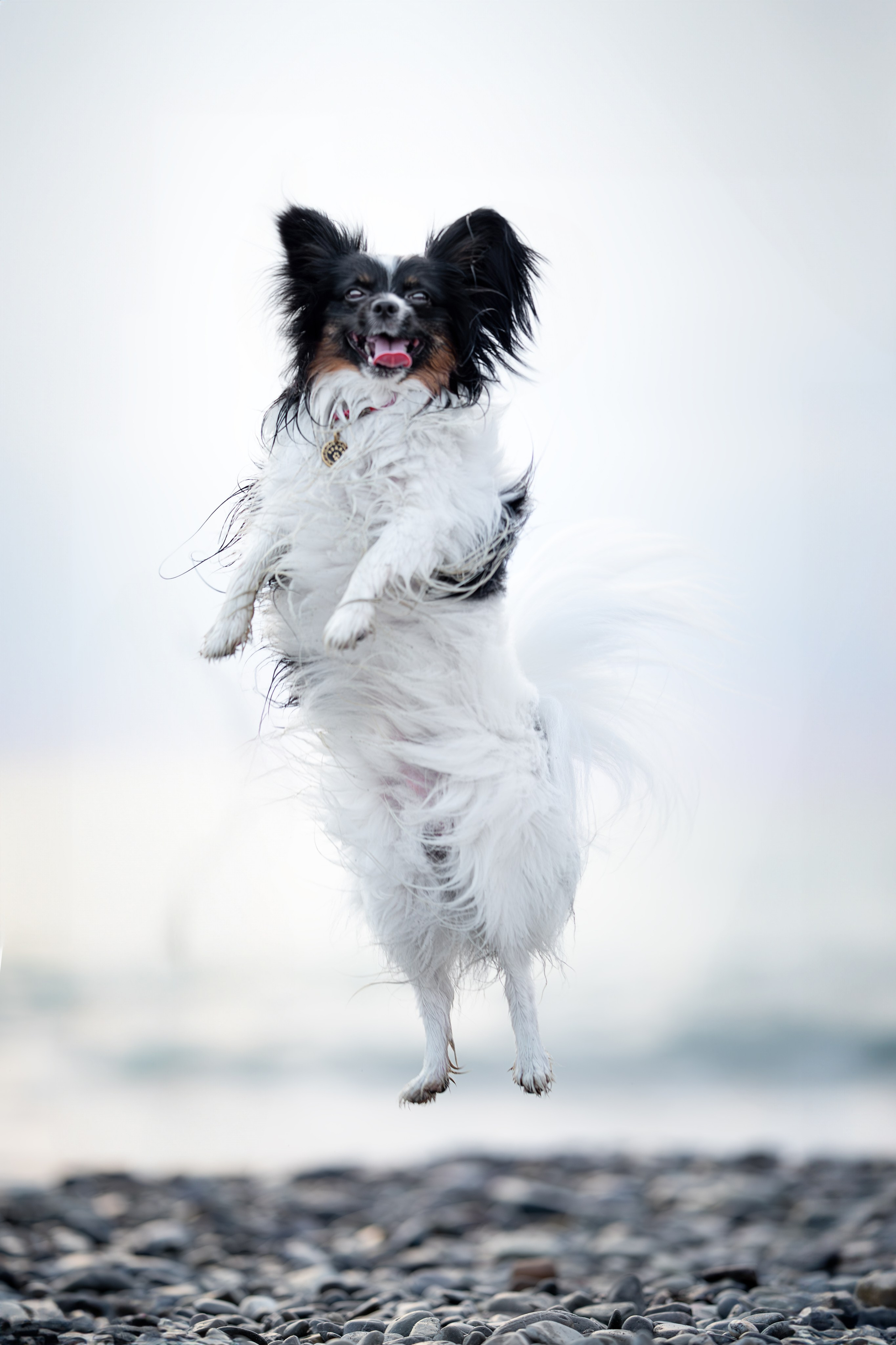 Бэйли, Папийон. Ирина Голомб|Фотограф-анималист в  Сочи и Калининграде