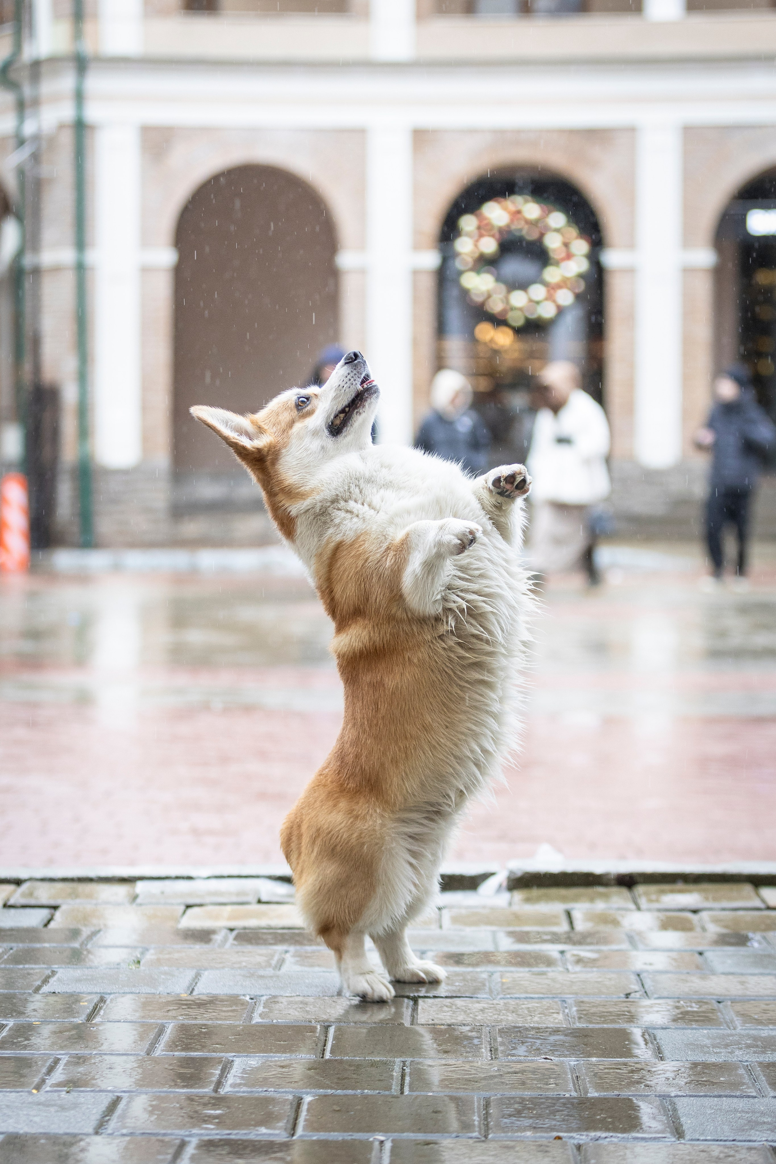 Гай, Корги-Пемброк. Ирина Голомб|Фотограф-анималист в  Сочи и Калининграде