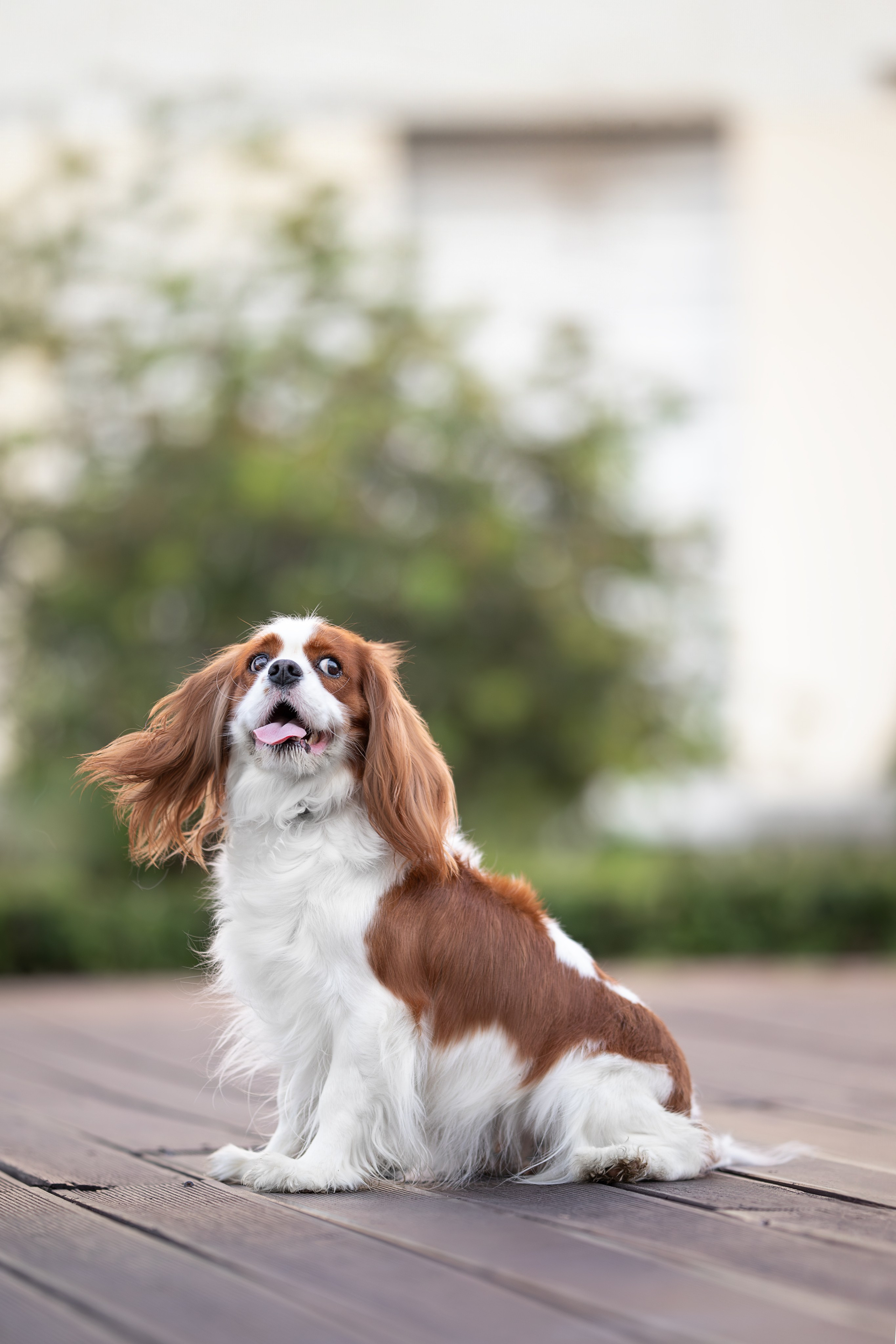 Нюша, Кавалер Кинг Чарльз Спаниель. Ирина Голомб|Фотограф-анималист в  Сочи и Калининграде