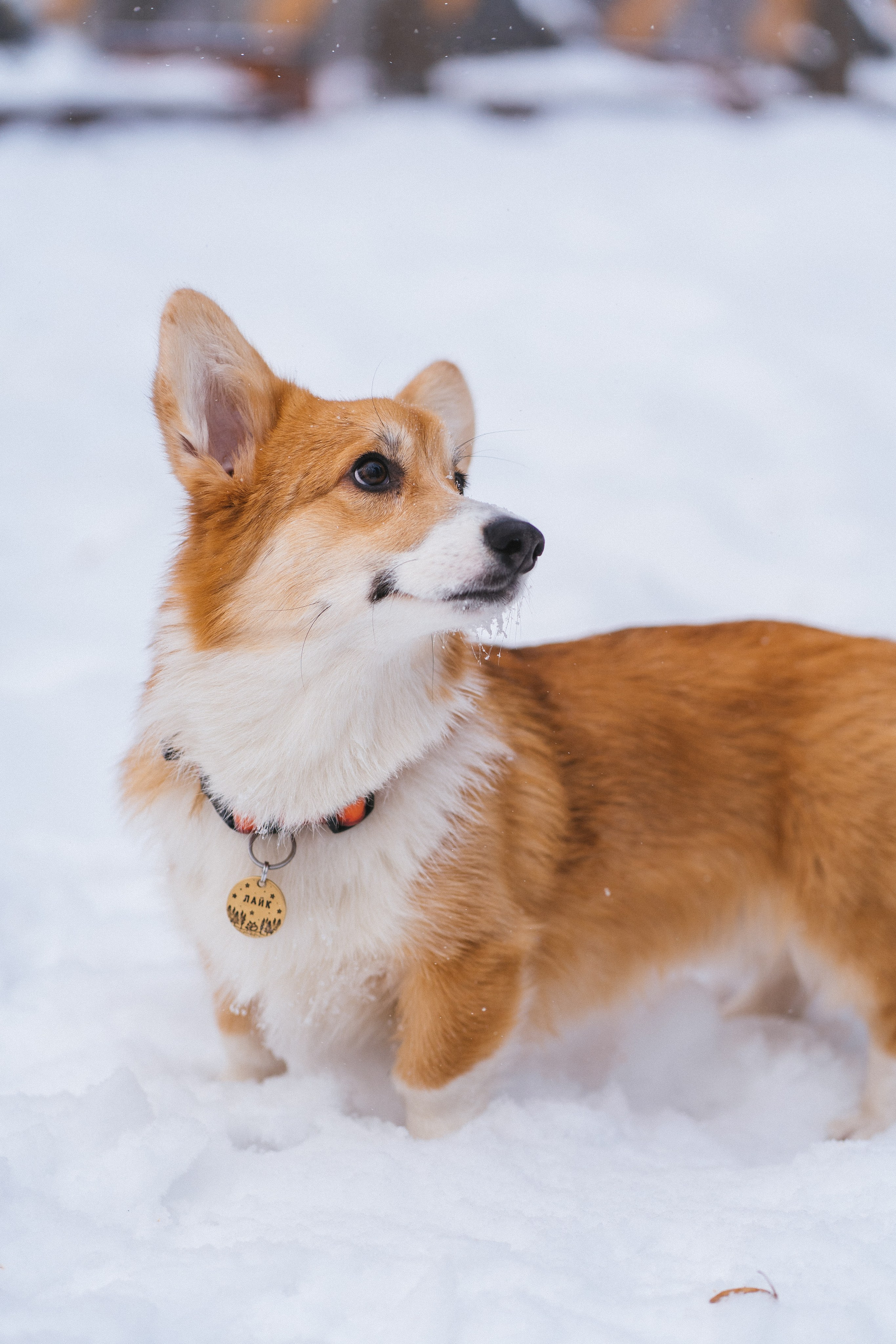 Агата и Лайк. Свадебный фотограф в Москве Анна Полушина