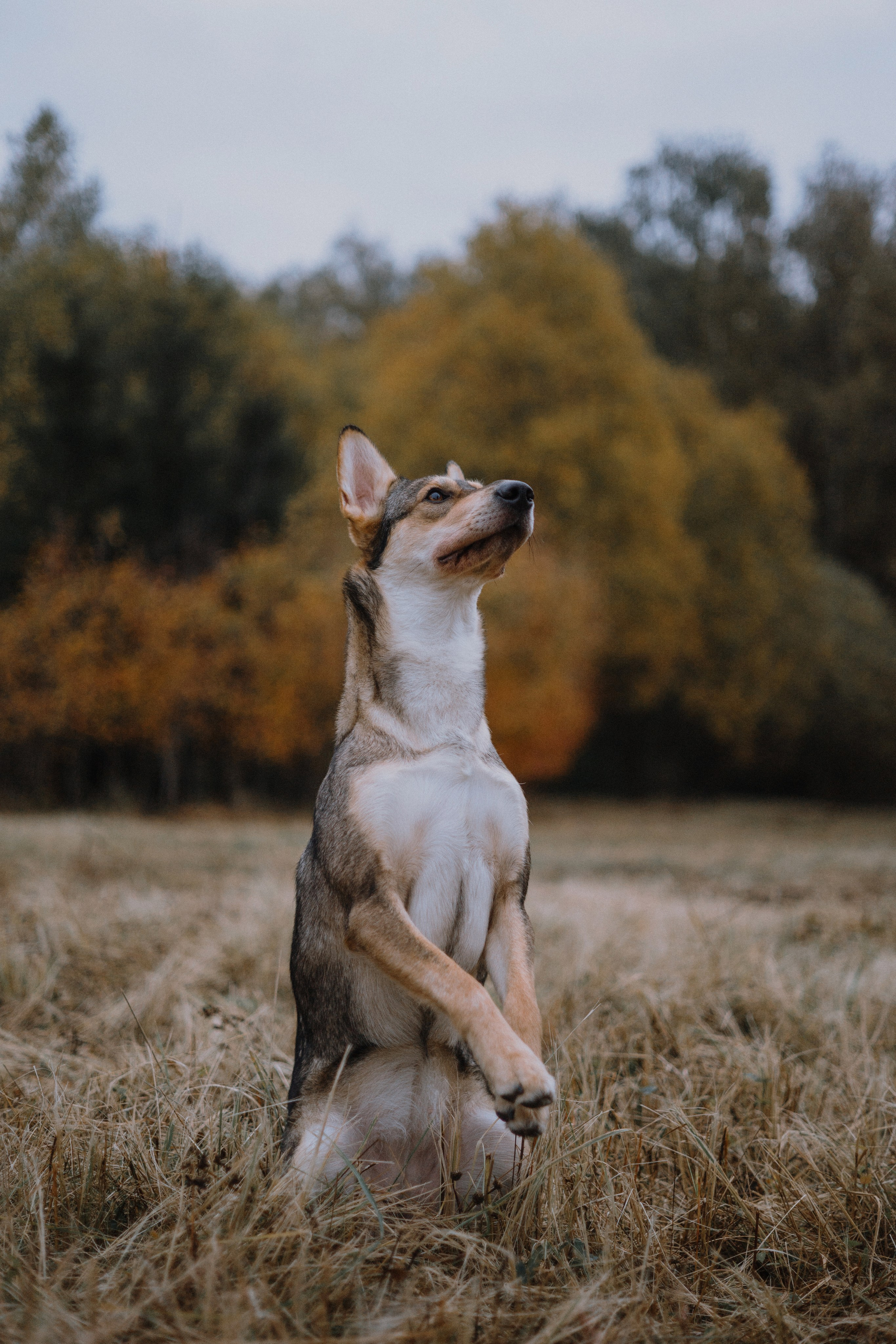 Маша, Катя, Астрид и Мася. Фотограф-анималист Богданова Полина