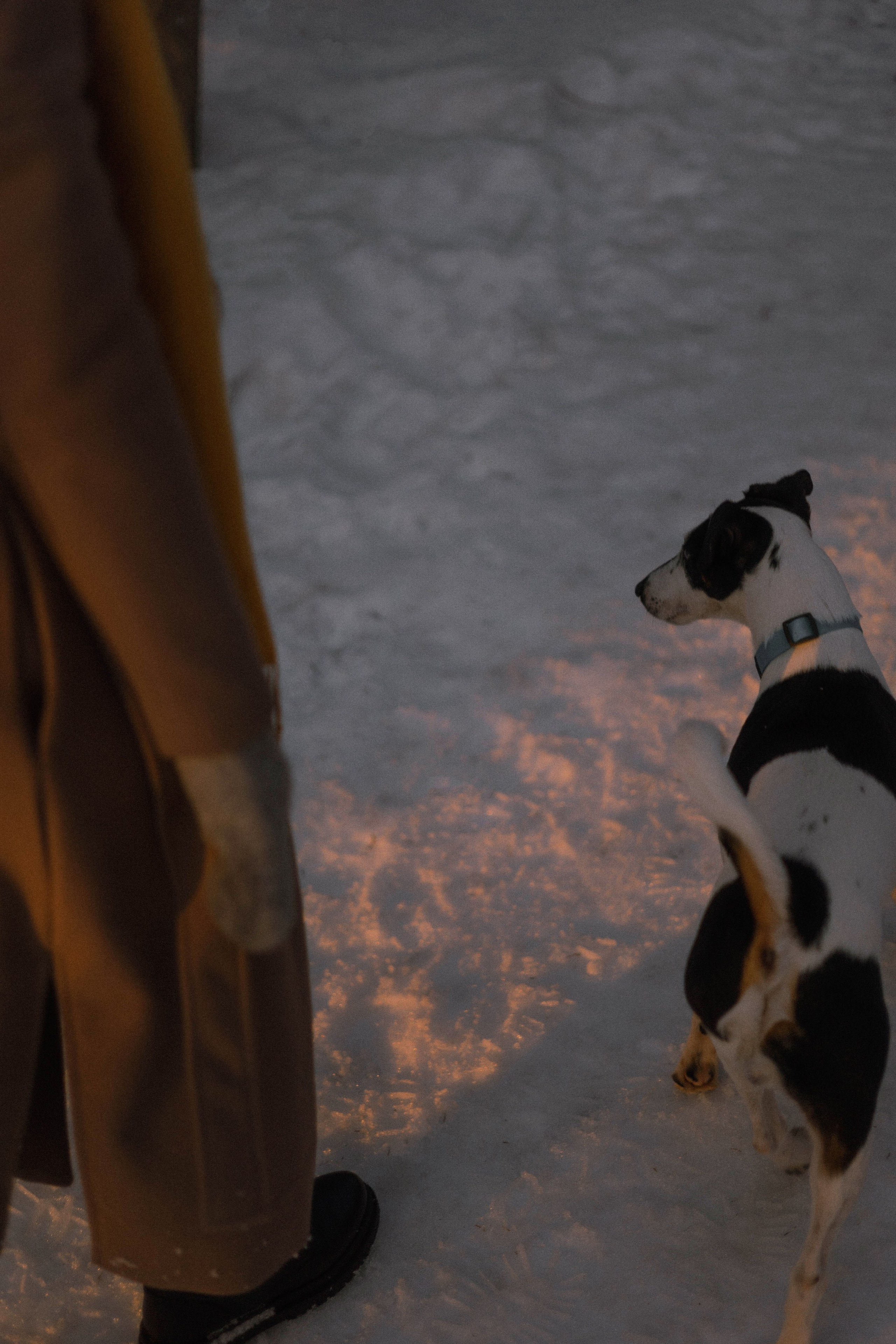 Ольга и Сэм. Фотограф-анималист Богданова Полина