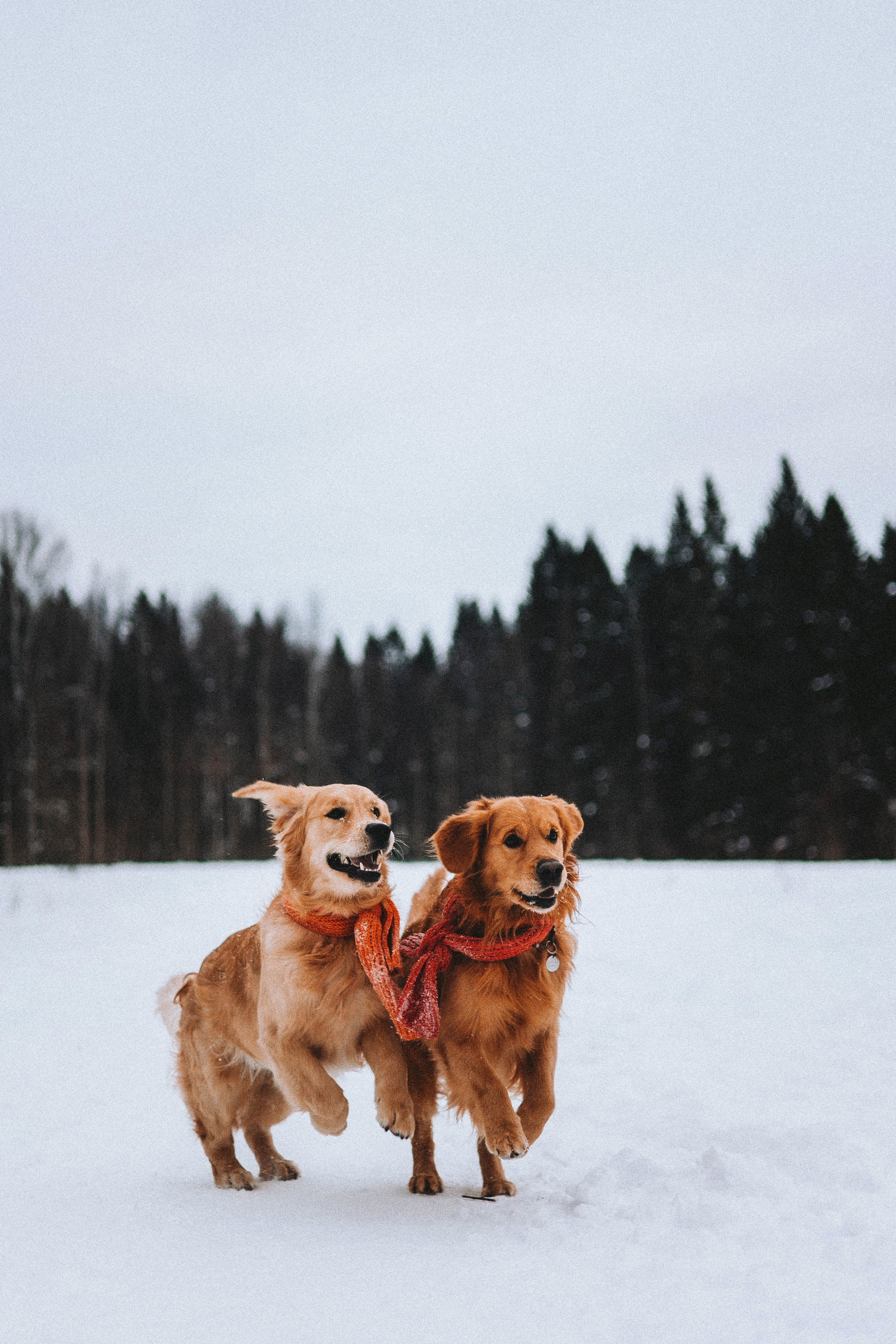 Саша, Юля, Грэй и Джой. Фотограф-анималист Богданова Полина