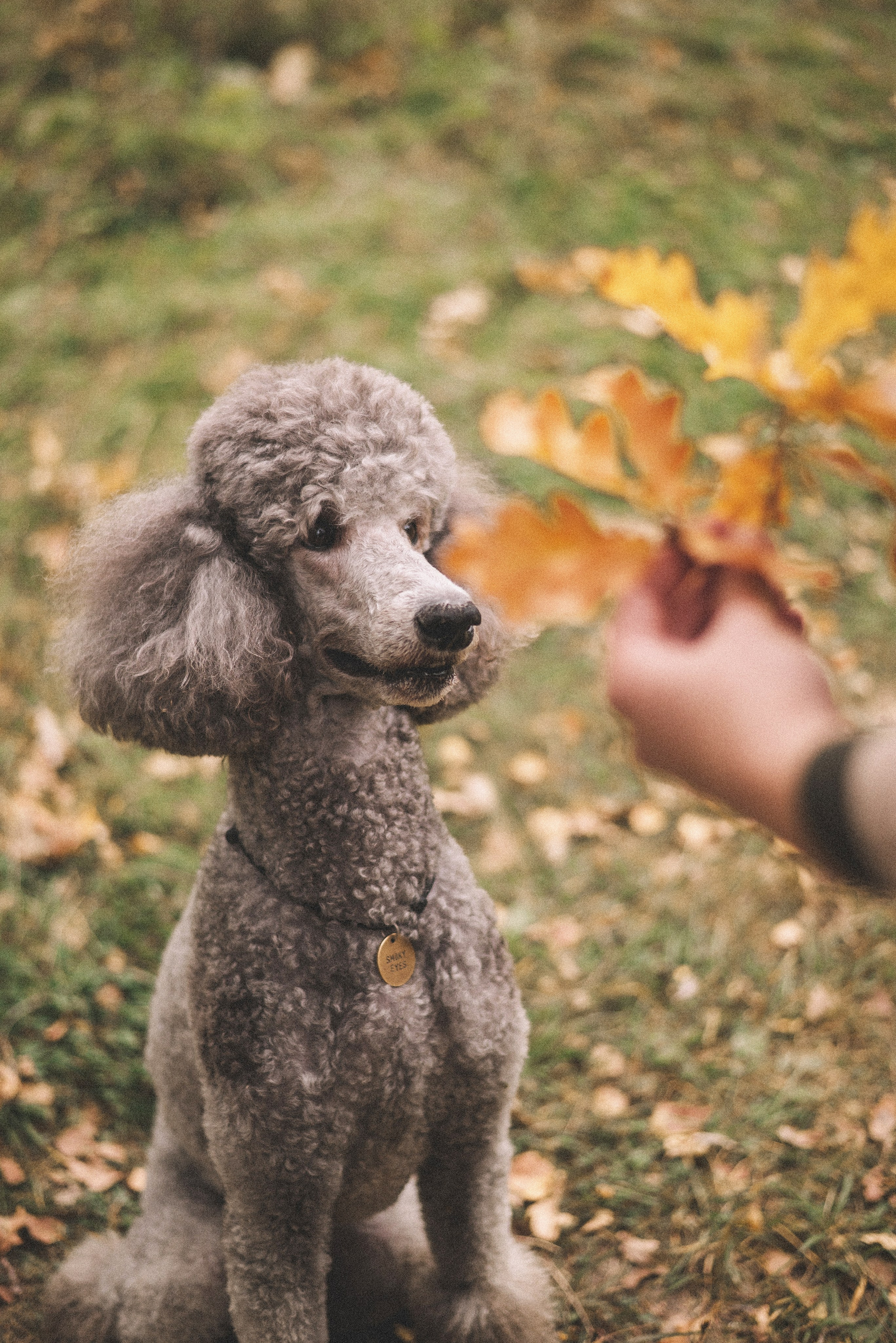 Алёна и Смоки. Фотограф-анималист Богданова Полина