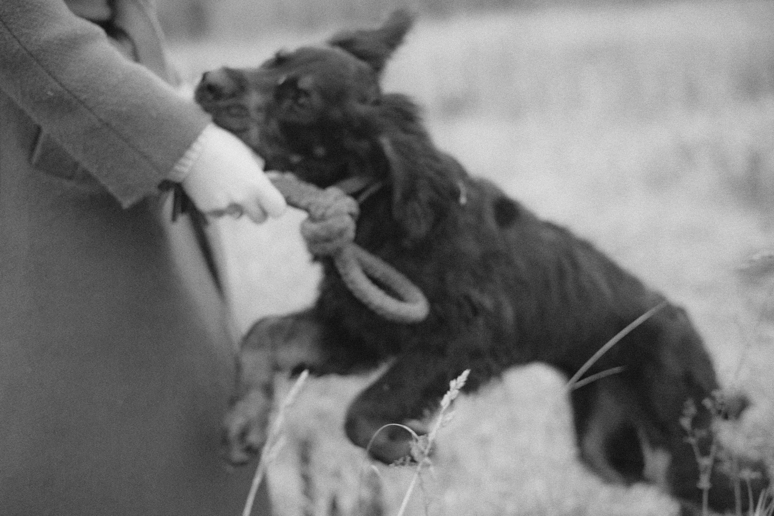 Даша, Глеб, Барс и Бруно. Фотограф-анималист Богданова Полина