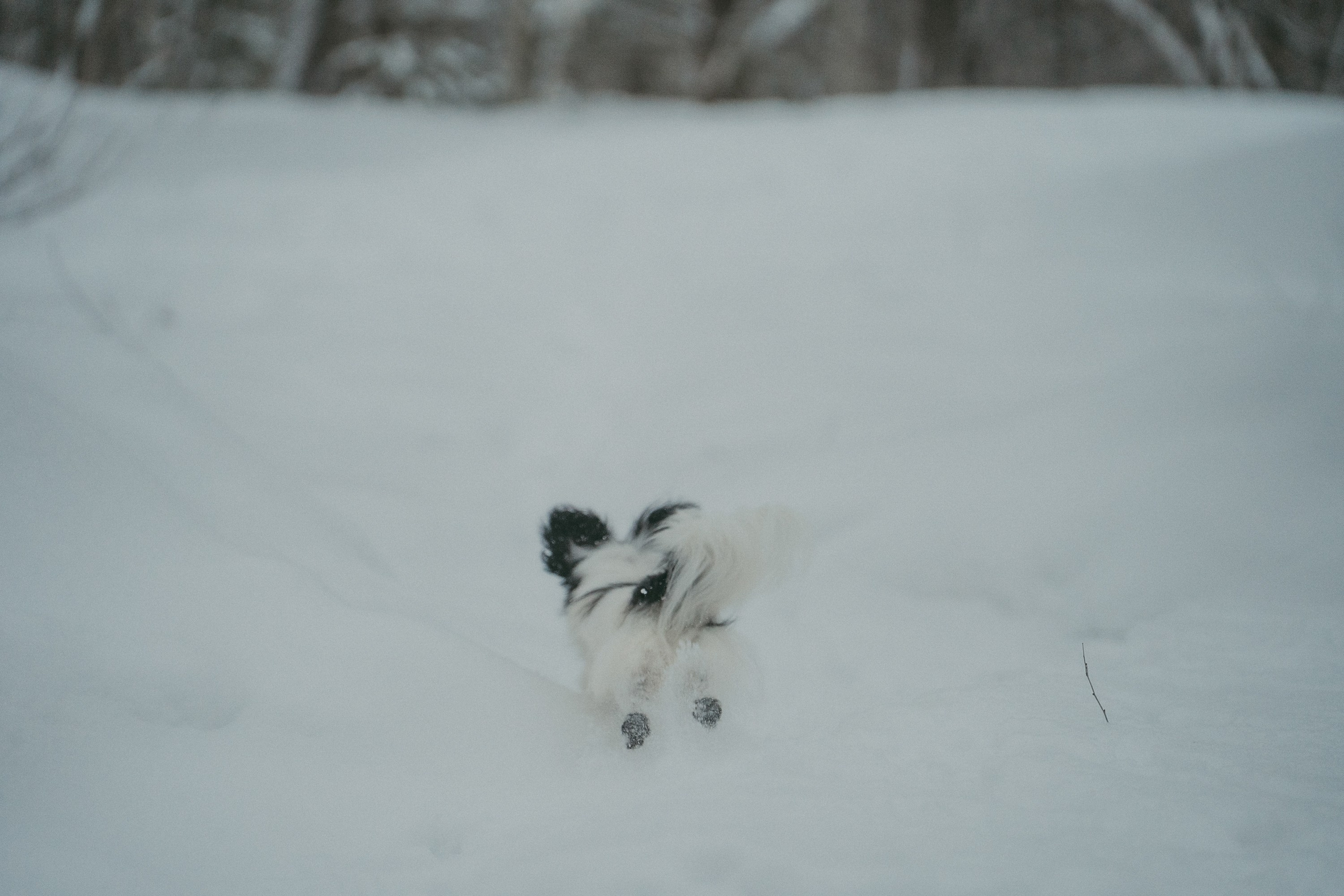 Альбина и Амелия. Фотограф анималист в Москве и Санкт-Петербурге Свиридова Анна