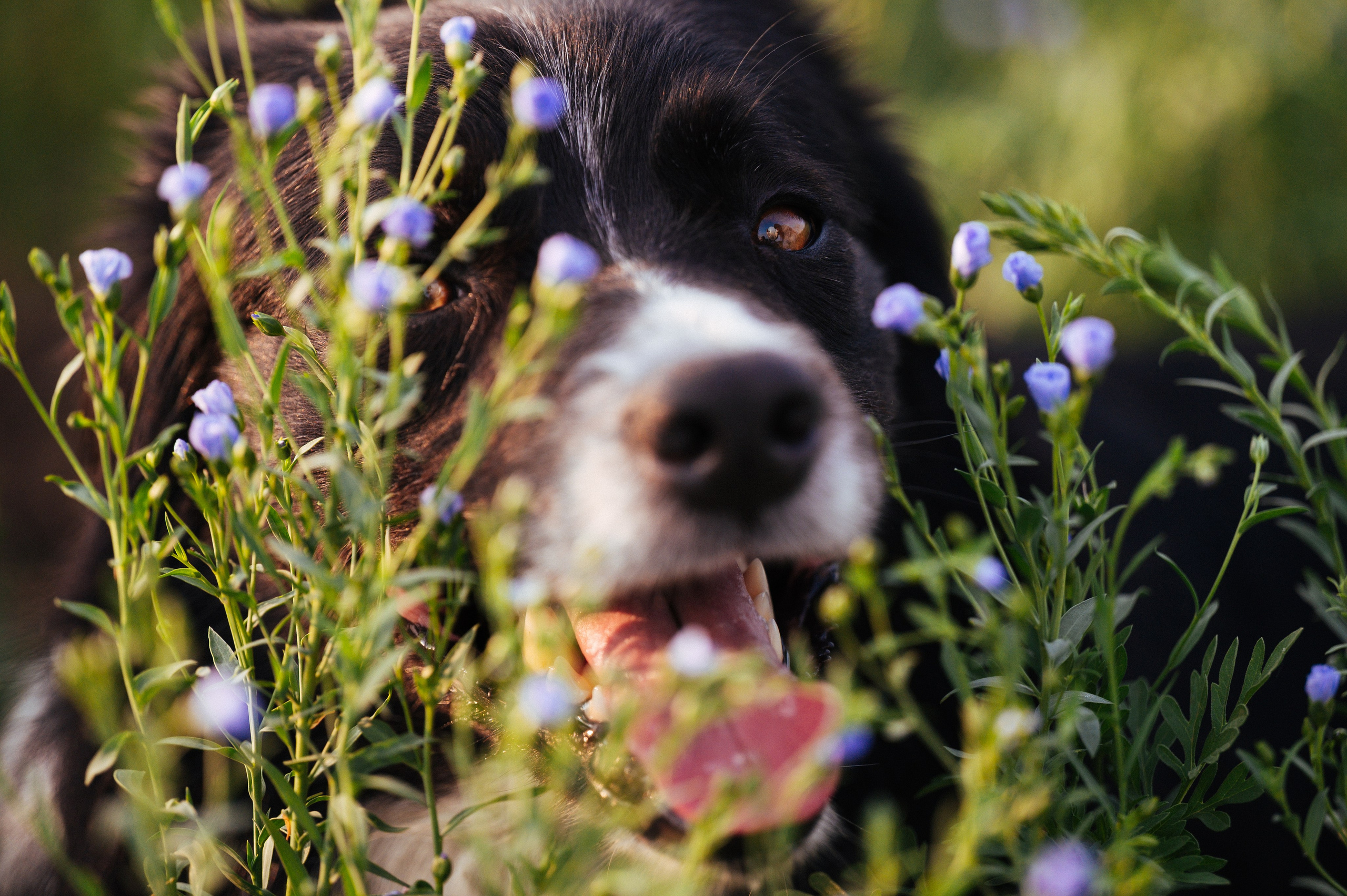 Прогулка на рассвете с бордер-колли. Фотограф в Ростове —на — Дону
