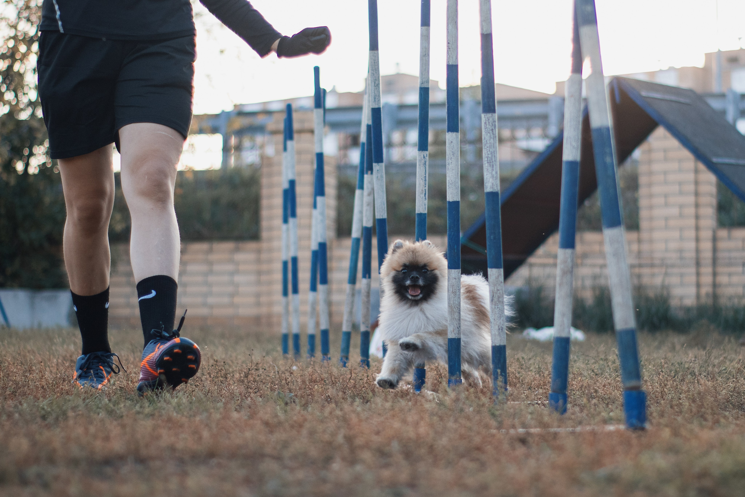 Аджилити. Фотограф в Тюмени Лизавета Сапицкая