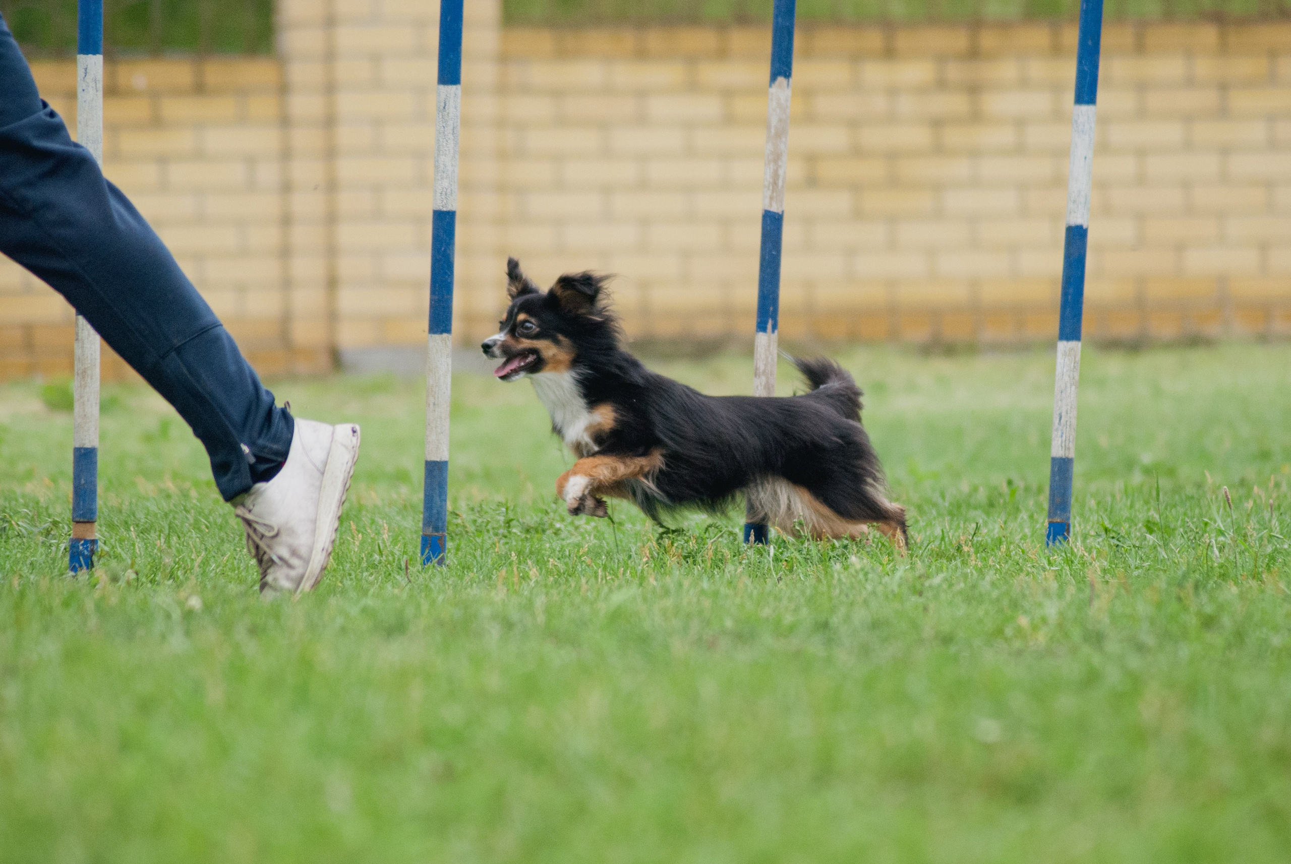 Аджилити. Фотограф в Тюмени Лизавета Сапицкая