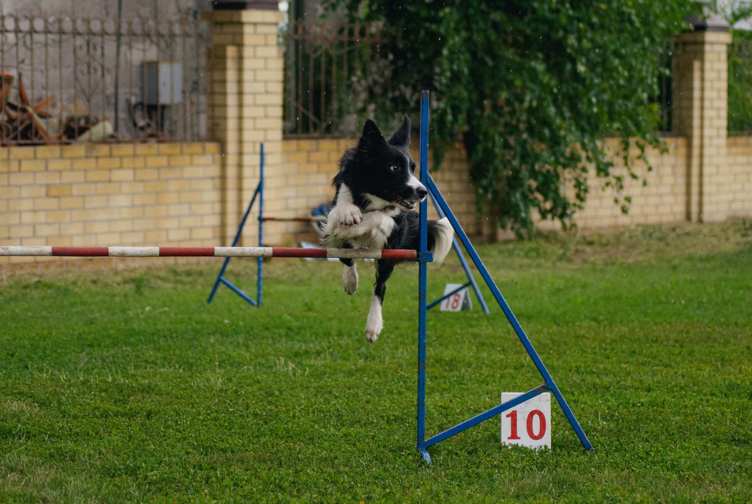 Аджилити. Фотограф в Тюмени Лизавета Сапицкая