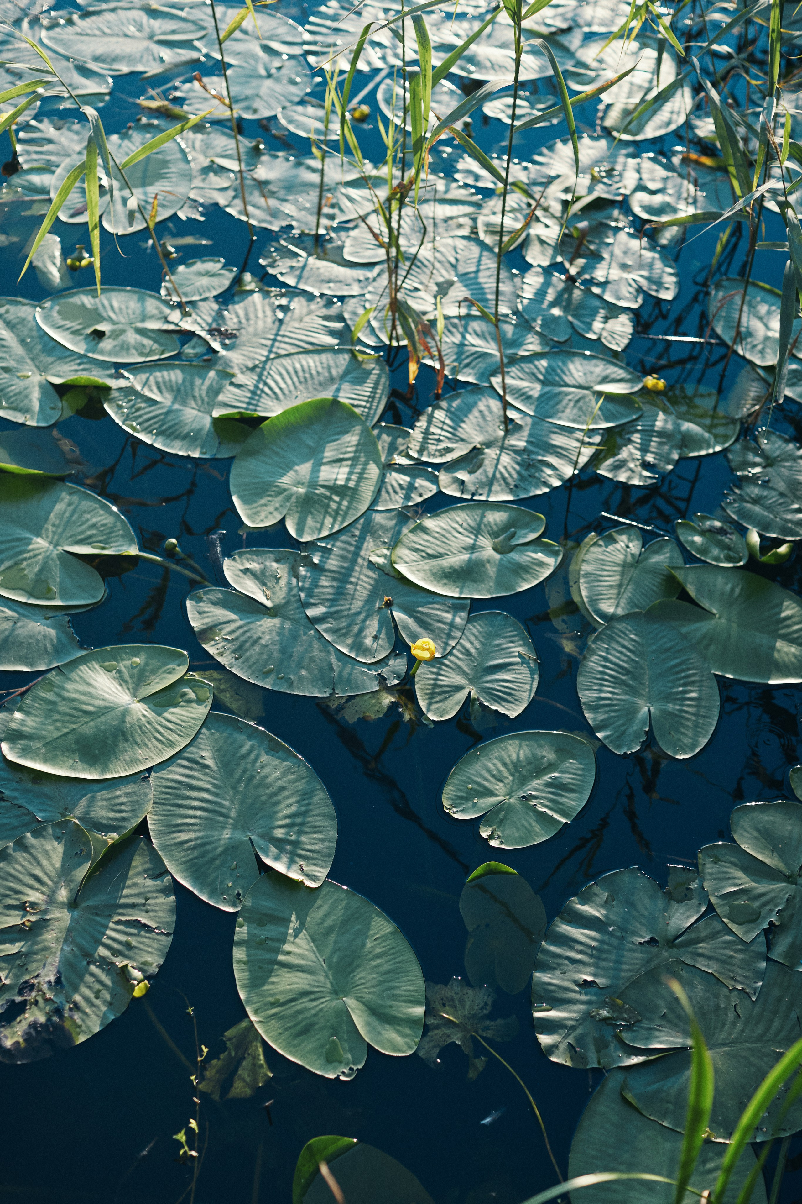 Фотограф Анастасия Губернаторова