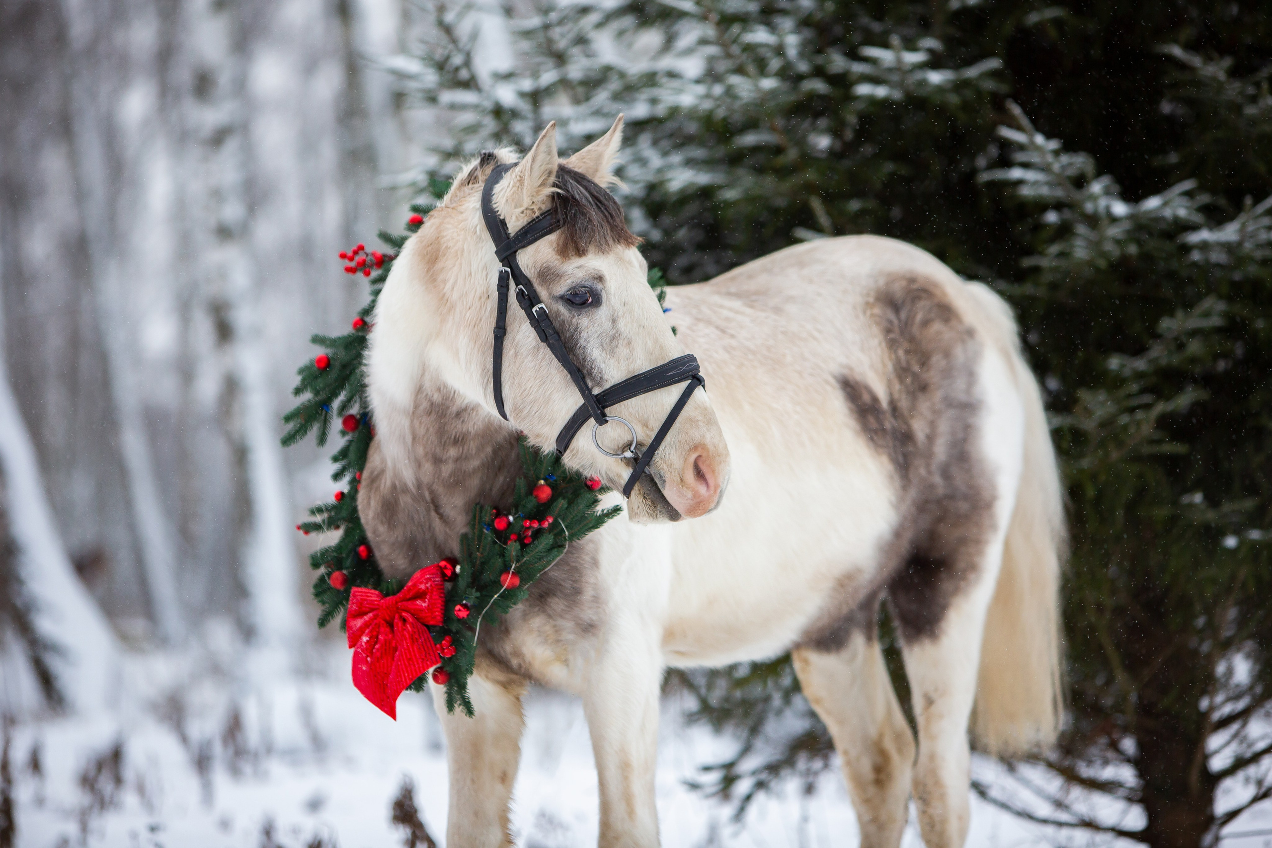 Виктория и Джуни новогодняя фотосессия. Конный фотограф Юлия Дроздова
