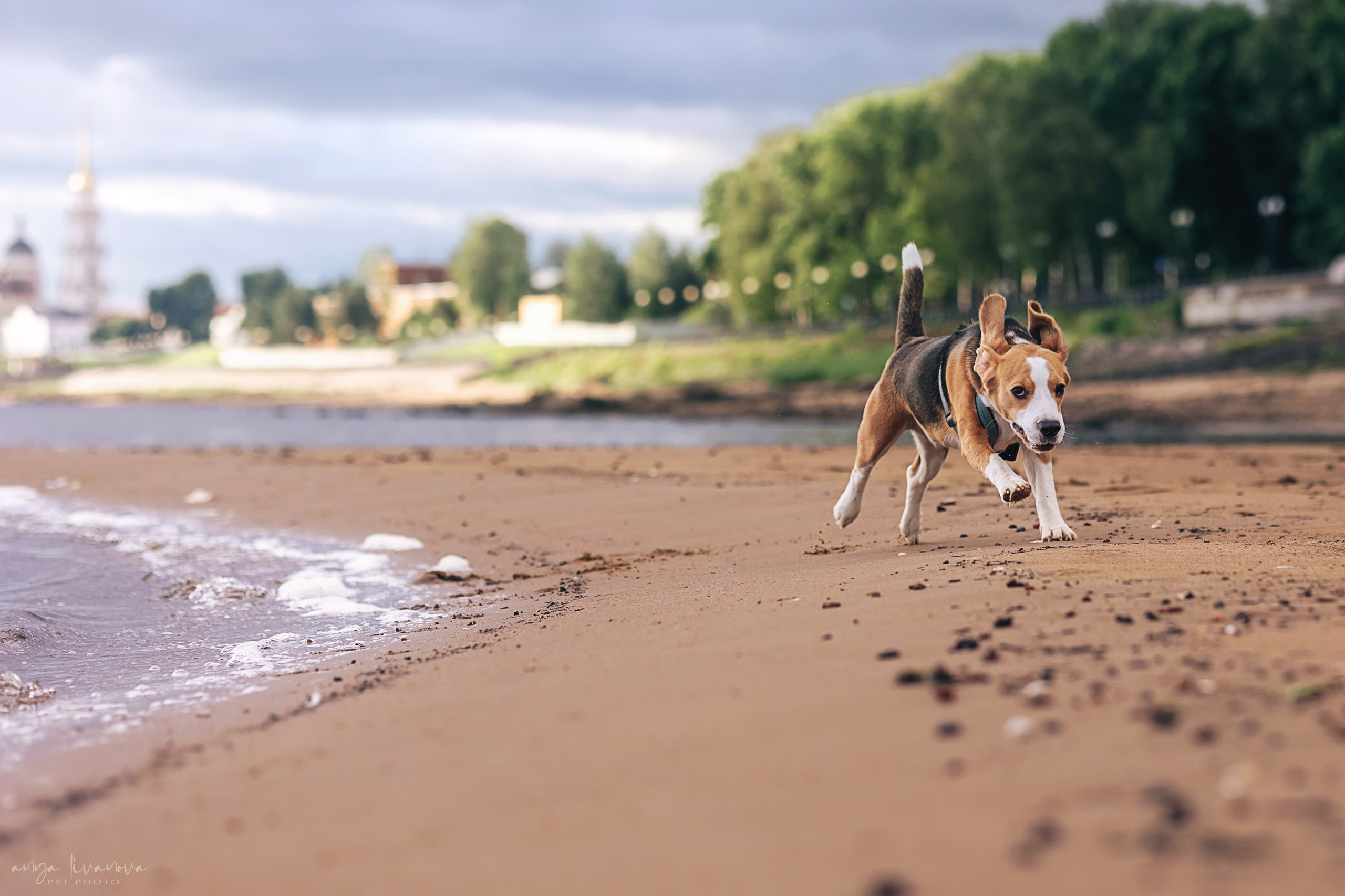 Диана и Дафна. Фотограф анималист Аня Ливанова | Рыбинск