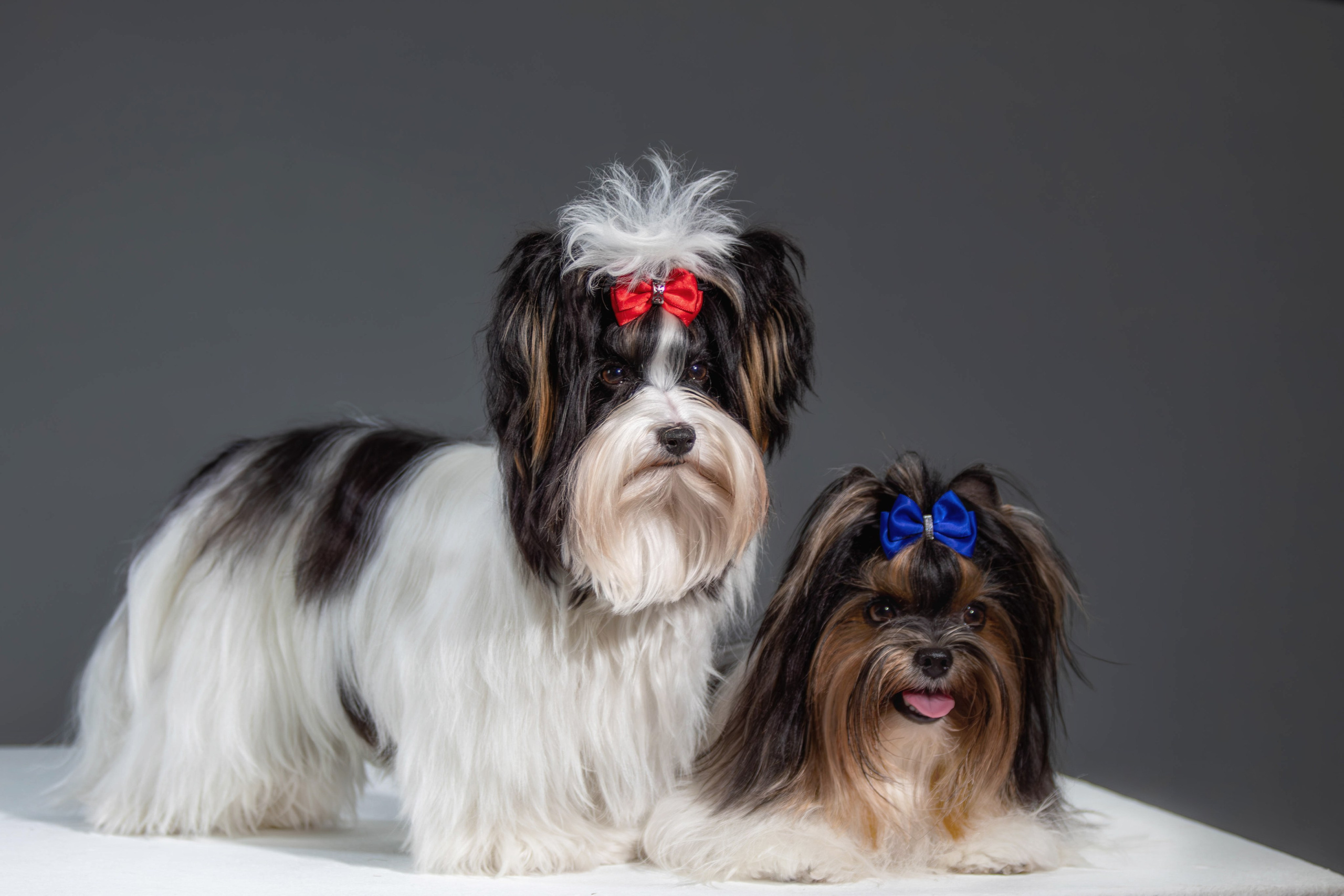 Фотосессия с животными. Фотограф анималист — Тула, Москва