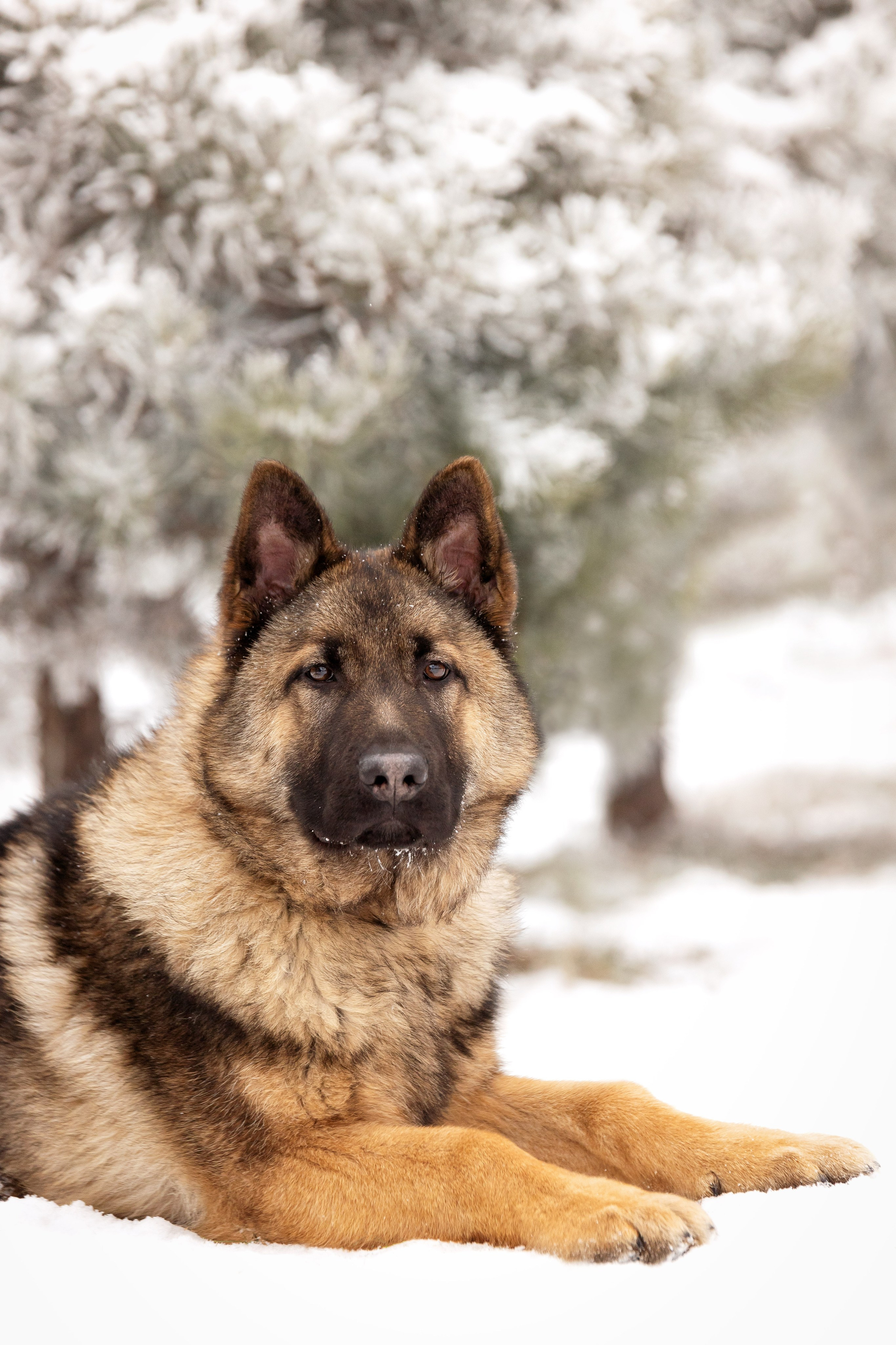 Немецкая овчарка. Юлия Микульская. Рыбинск