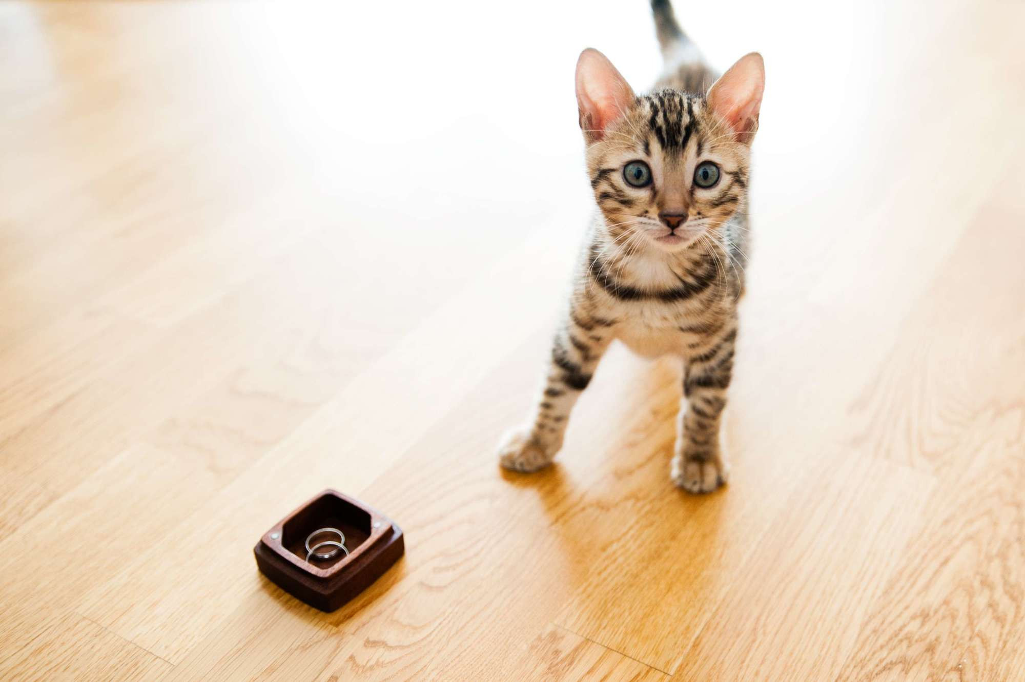 Свадьбы. Профессиональный фотограф Александра Харламова