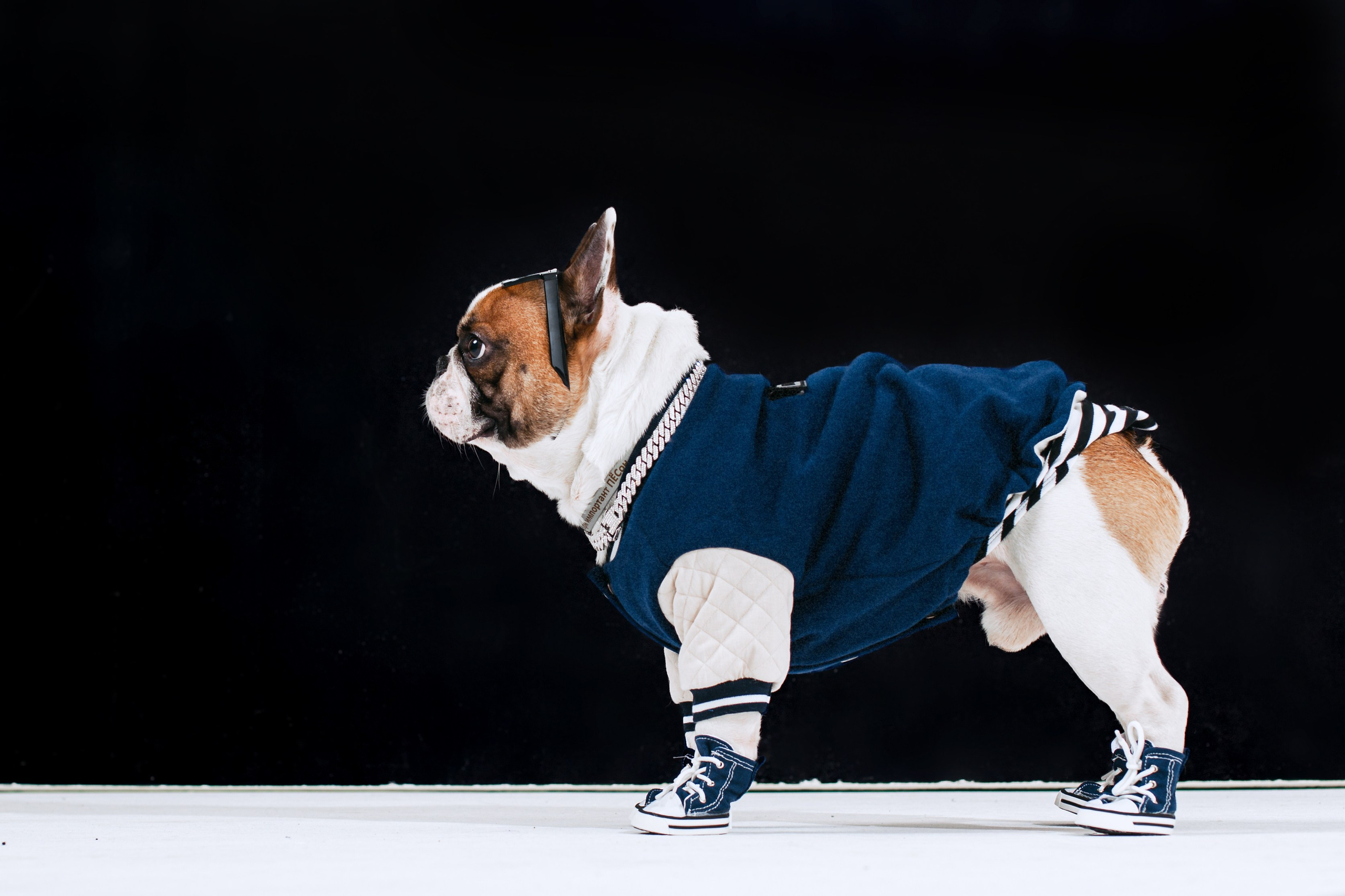 Пижамная вечеринка французских бульдогов и их хозяев. Фотограф-анималист Татьяна Степанова