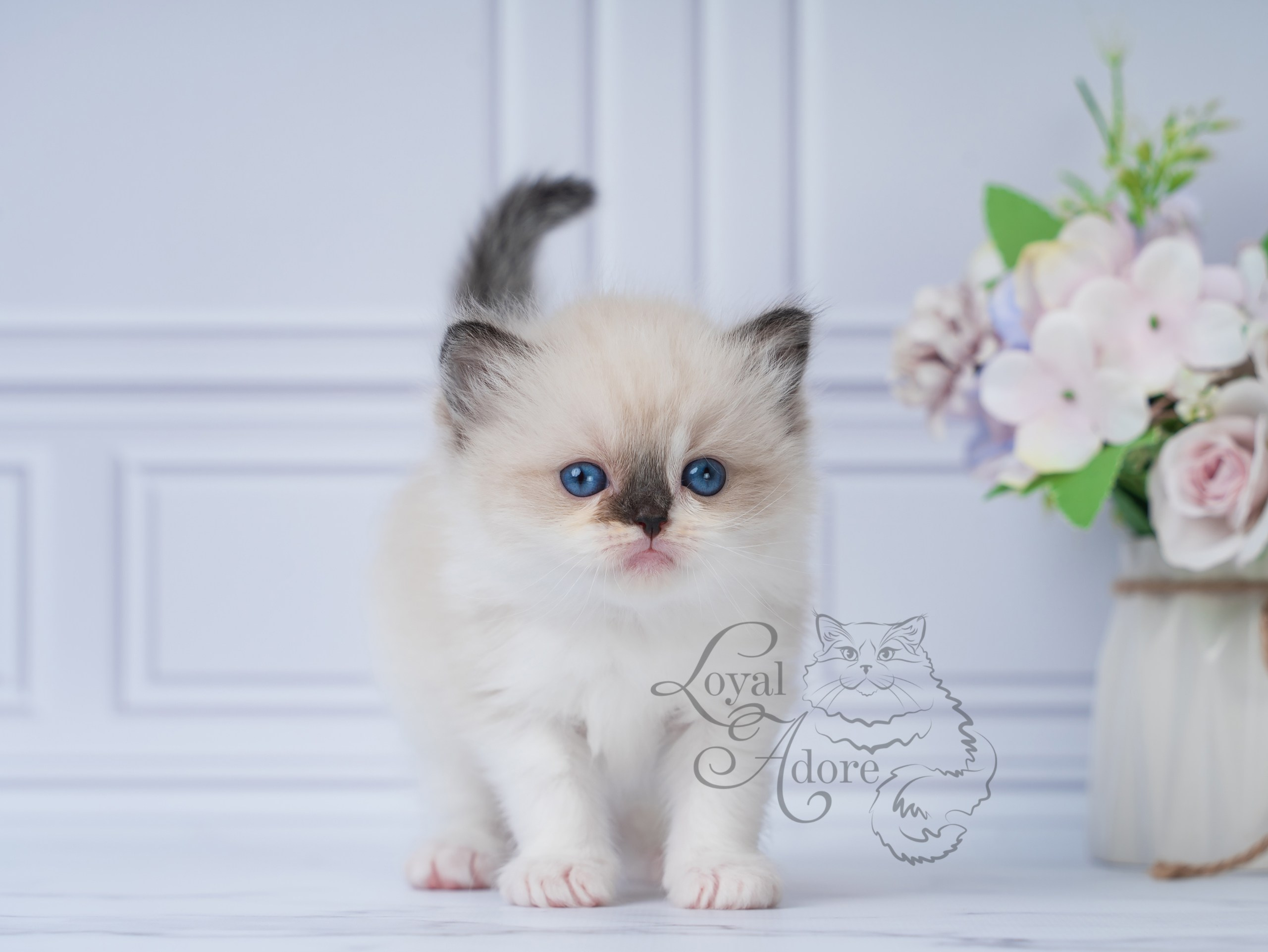 Котята рэгдолл от Loyal Adore. Питомник рэгдолл Loyal Adore