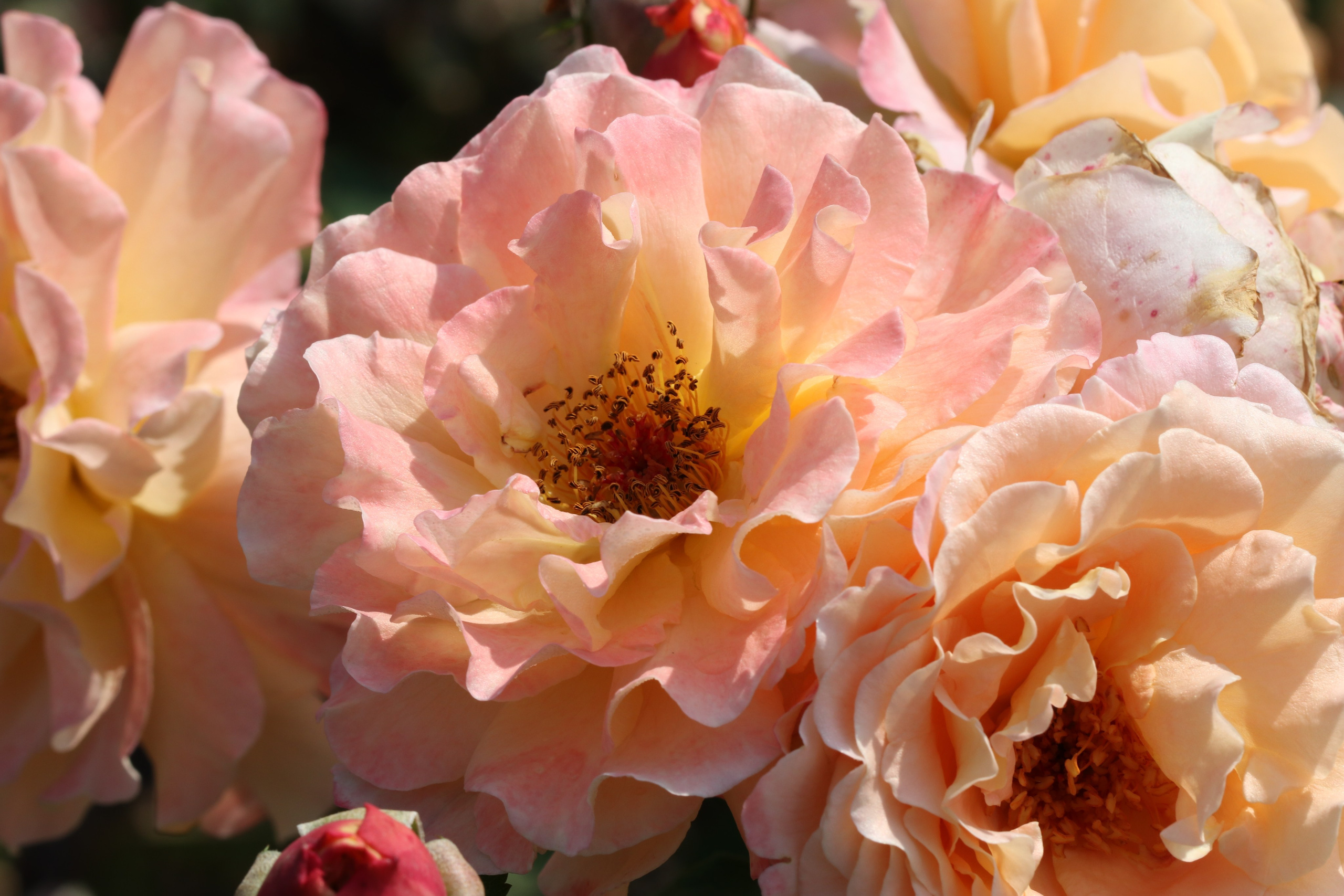 Долина роз в Кисловодске. Фото-художник и Репортажный фотограф Николаев Александр Алексеевич